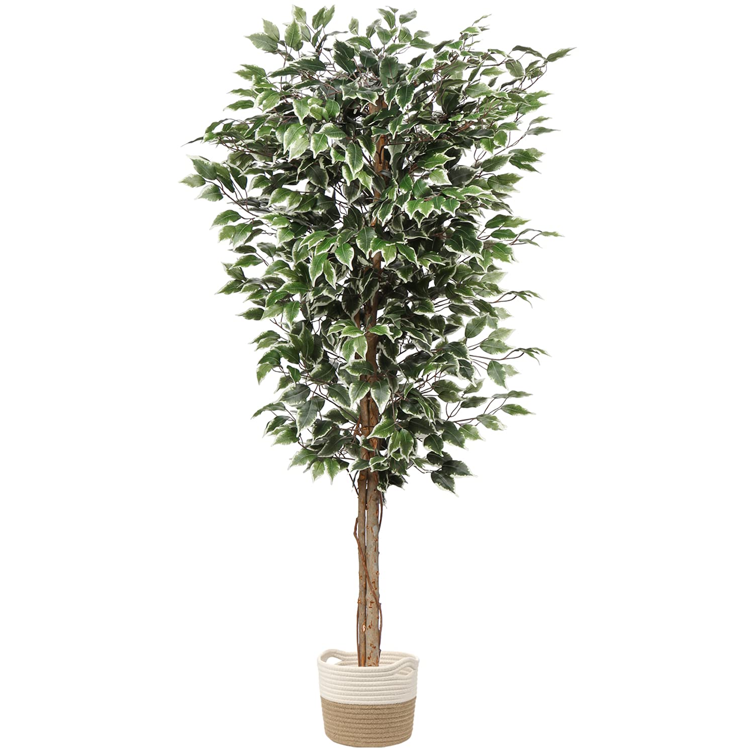 plant 6ft Artificial Ficus in Cotton Pot
