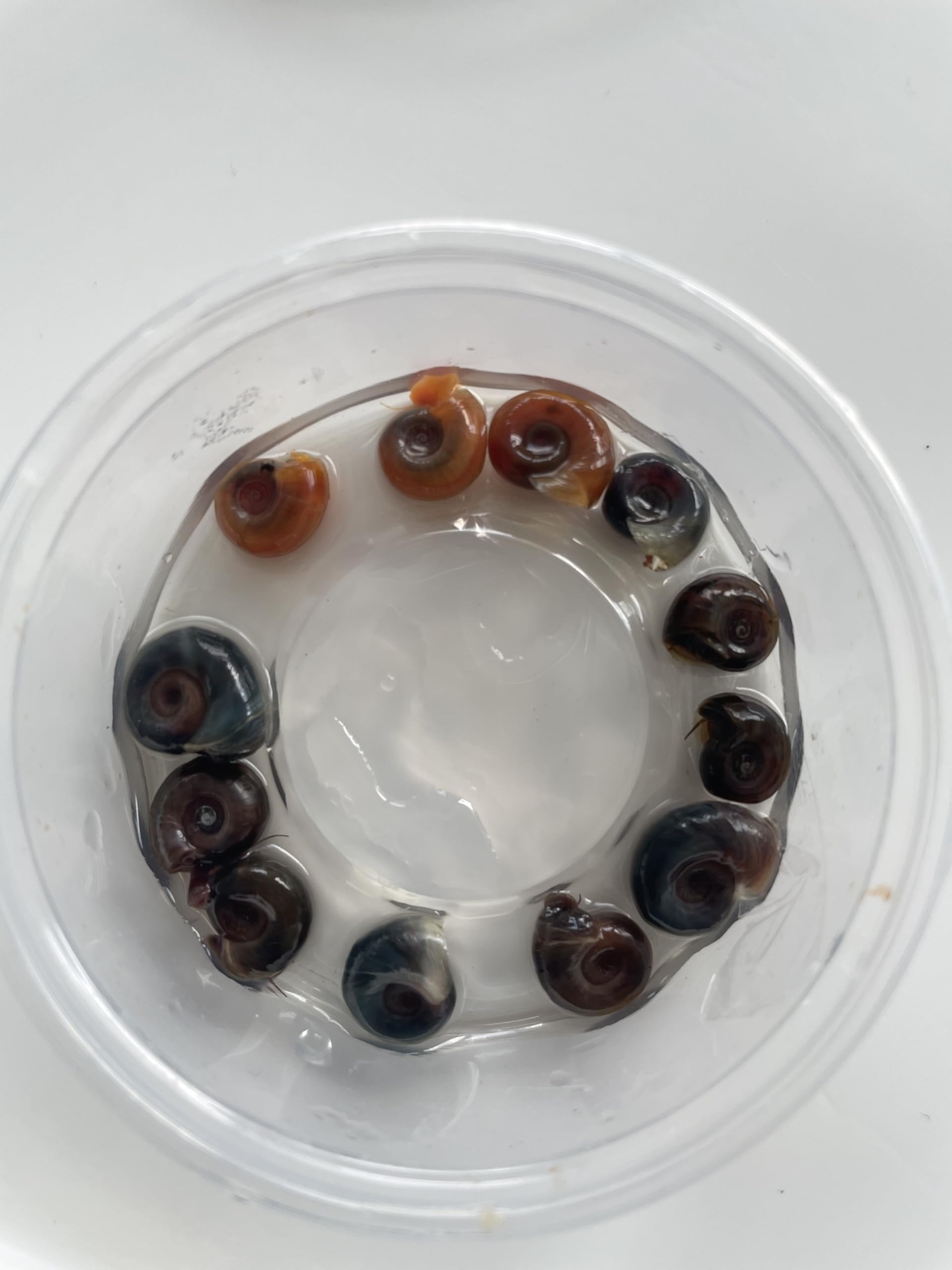 10 Vibrant Ramshorn Snails – Ultimate Aquarium Cleaners!