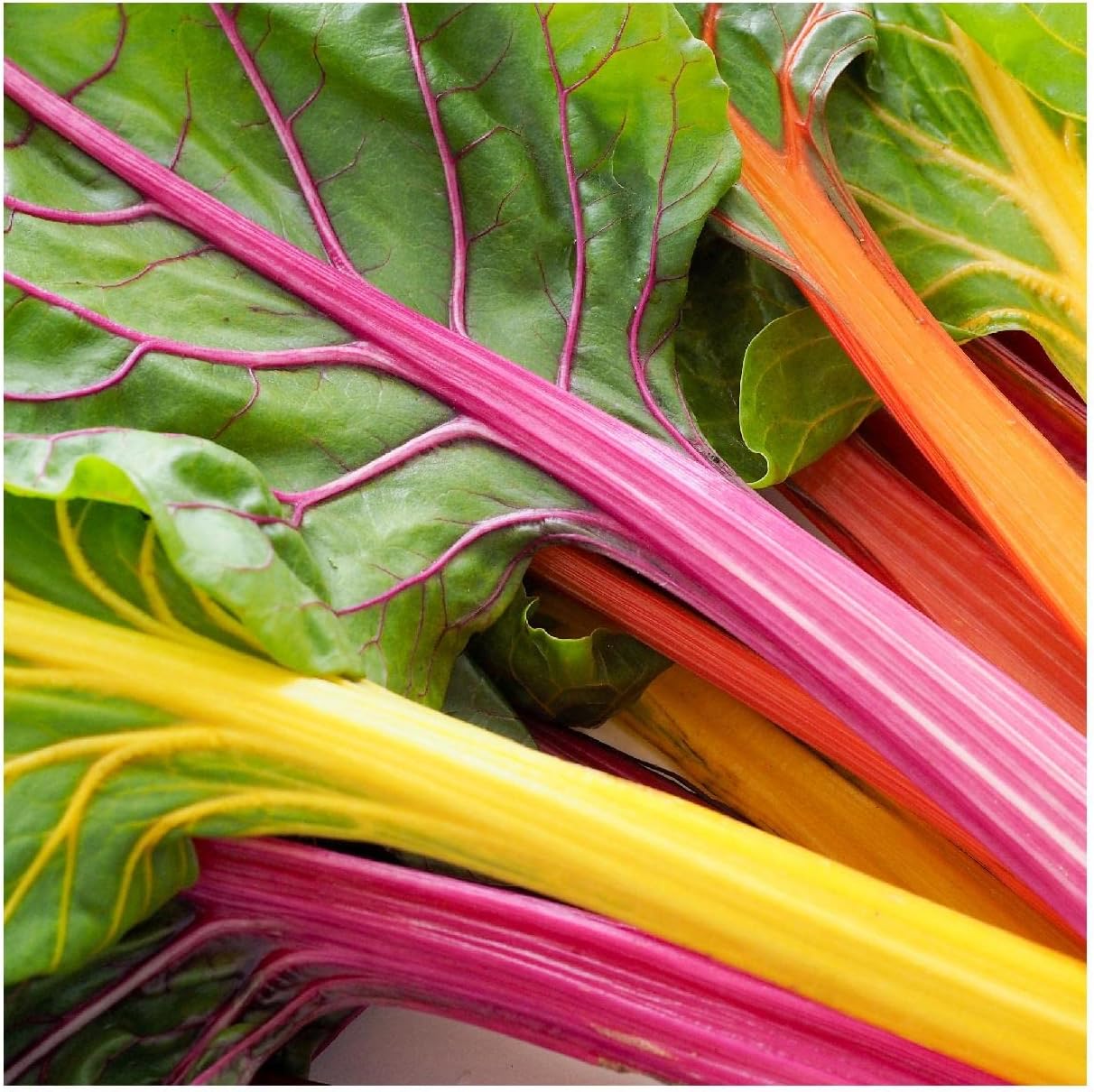 Everwilde Farms - 1 Lb Rainbow Swiss Chard Seeds - Gold Vault