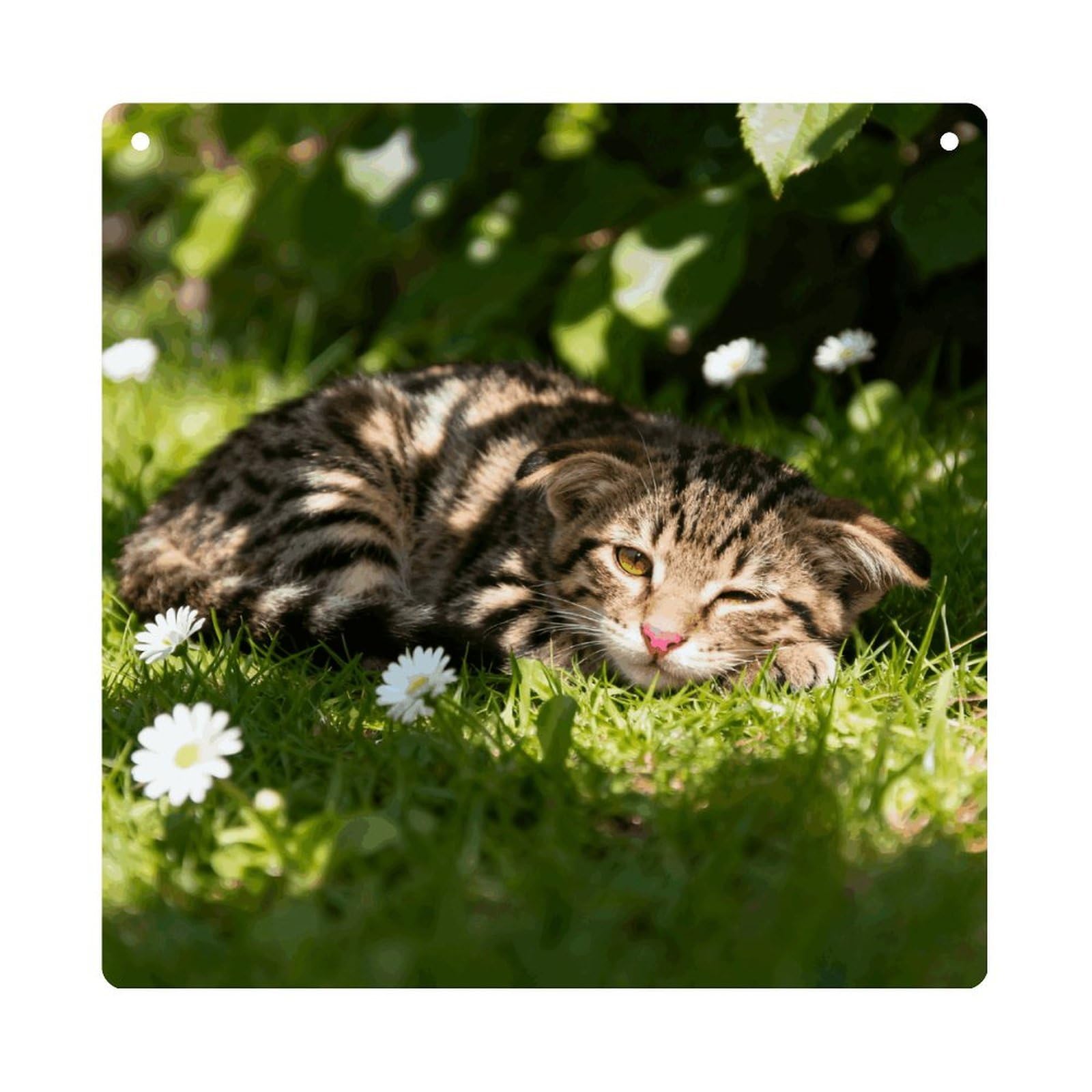 LZQPOEAS Cute Cats Square Acrylic Wall Hanging, 8-Inch Acrylic Wall Art with Rope, Premium Wall Plaque Ornament Decor for Home, Living Room, Office, Fireplace & Festive Gifts