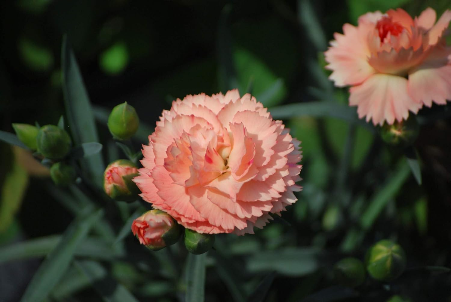 Perennial Farm Marketplace Dianthus SuperTrouper™ 'Orange' (Garden Pinks) Perennial, Size-#1 Container, Orange Flowers
