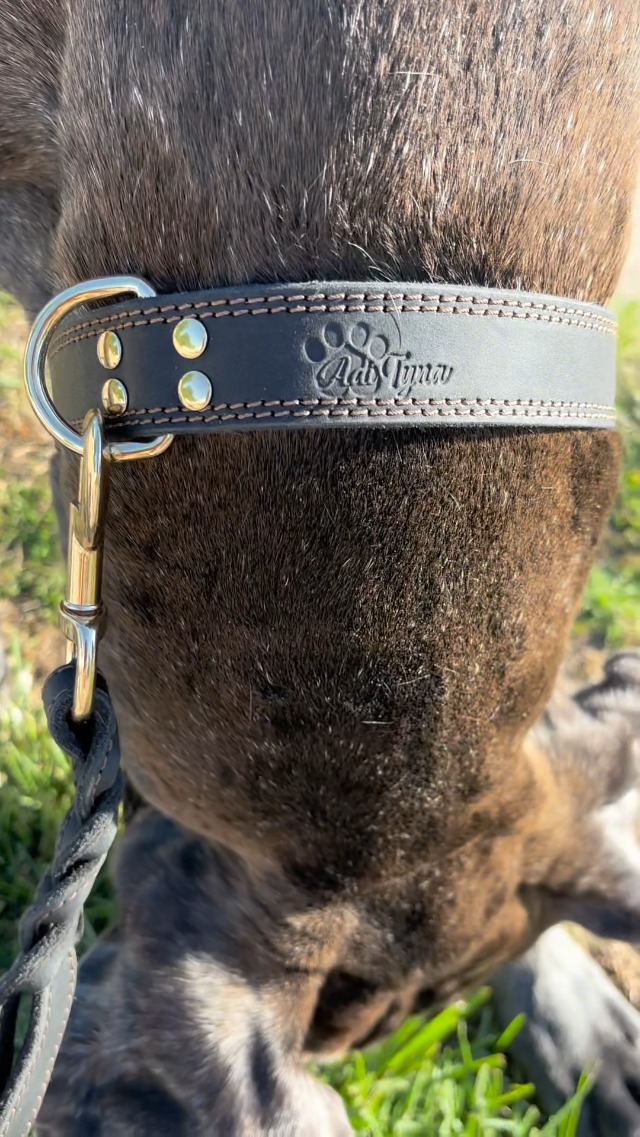 best leash for training dog Shop EzyDog Luca Slip Leash