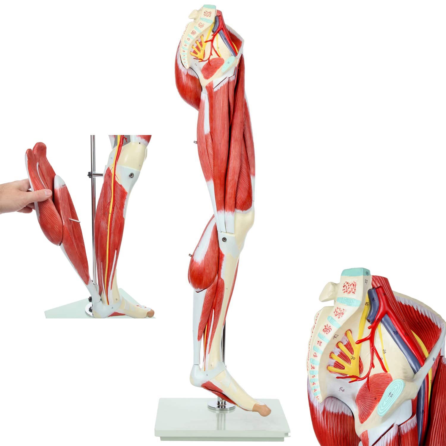 Buy QHYTL Muscle Leg Anatomy Model Life Size Human Leg Musculature Leg