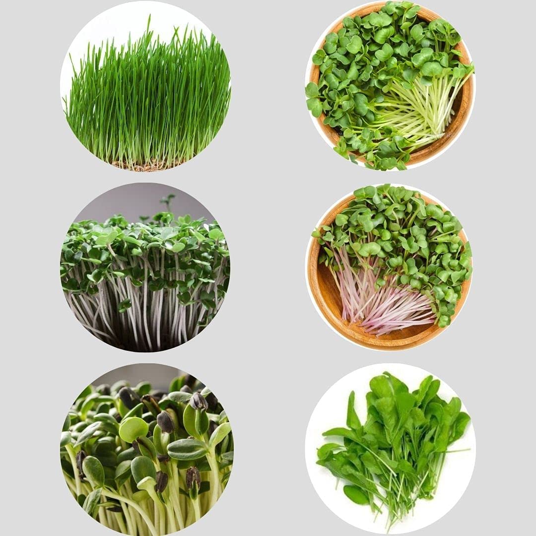 Afflorance Organic Gardening Microgreens Seeds Combo Pack- Grow Super Healthy and Nutritious Green (Combo Seed Pack of 6 Verities) (B09V7R17R1) Amazon Price History, Amazon Price Tracker