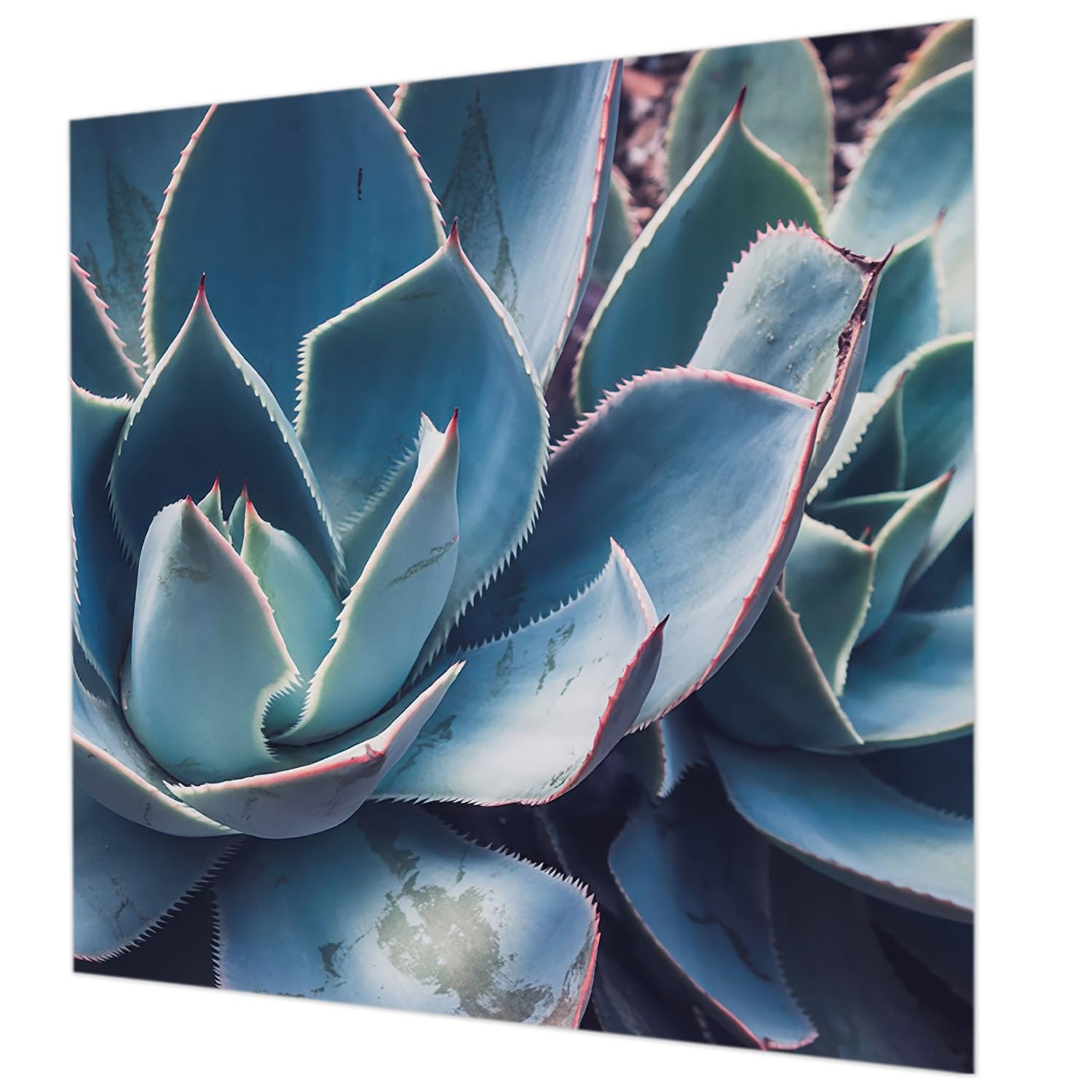 Revêtement mural intissé 250x250 cm Aloès vert Tulup pour chambre