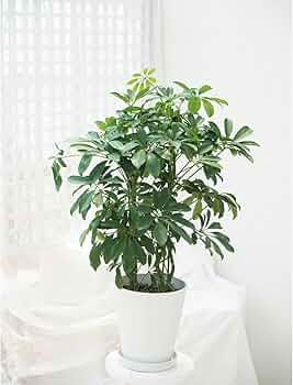 美的♡シェフレラ・カポック オフホワイト受け皿付き7号7寸鉢 匿名配送！送料込み Amazon.co.jp: 観葉植物 シェフレラ ホンコンカポック 7号 1鉢