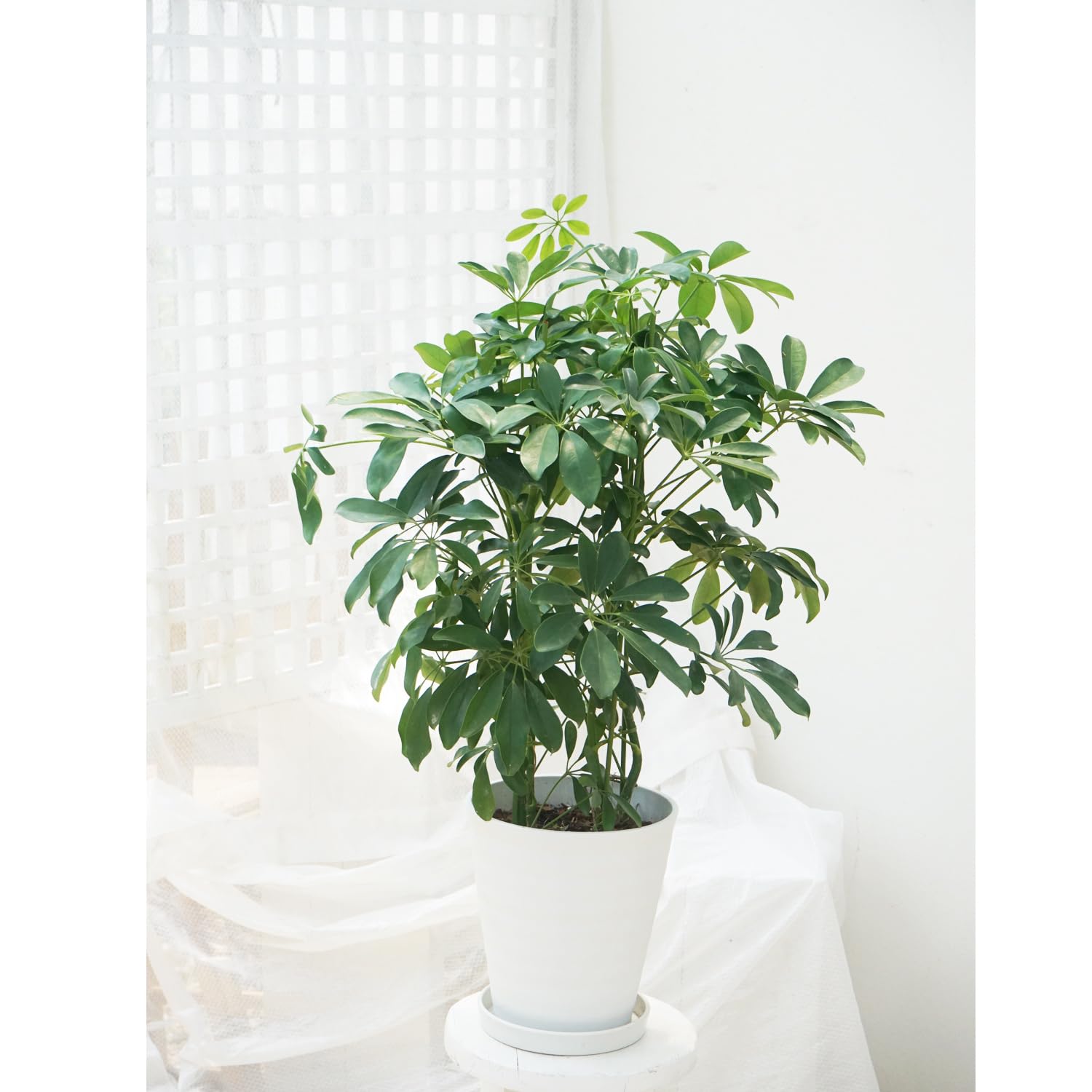 Amazon.co.jp: 観葉植物 シェフレラ ホンコンカポック 7号 1鉢 鉢皿