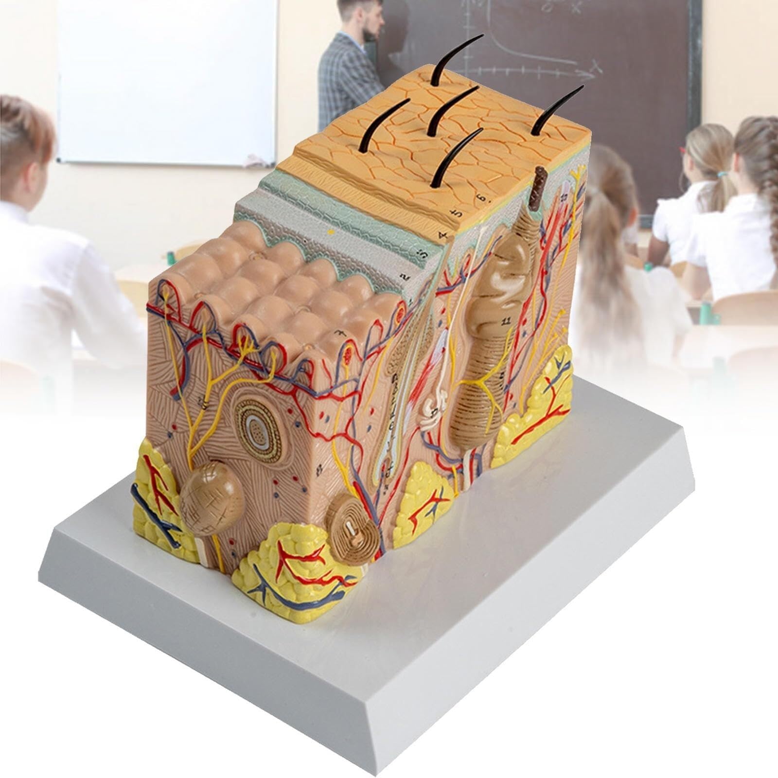 HEQIM 3D Skin Teaching aid Model Teaching aid Tool, 35 Times magnified Anatomical Skin Model, Used for Anatomical Research and Skin Beauty