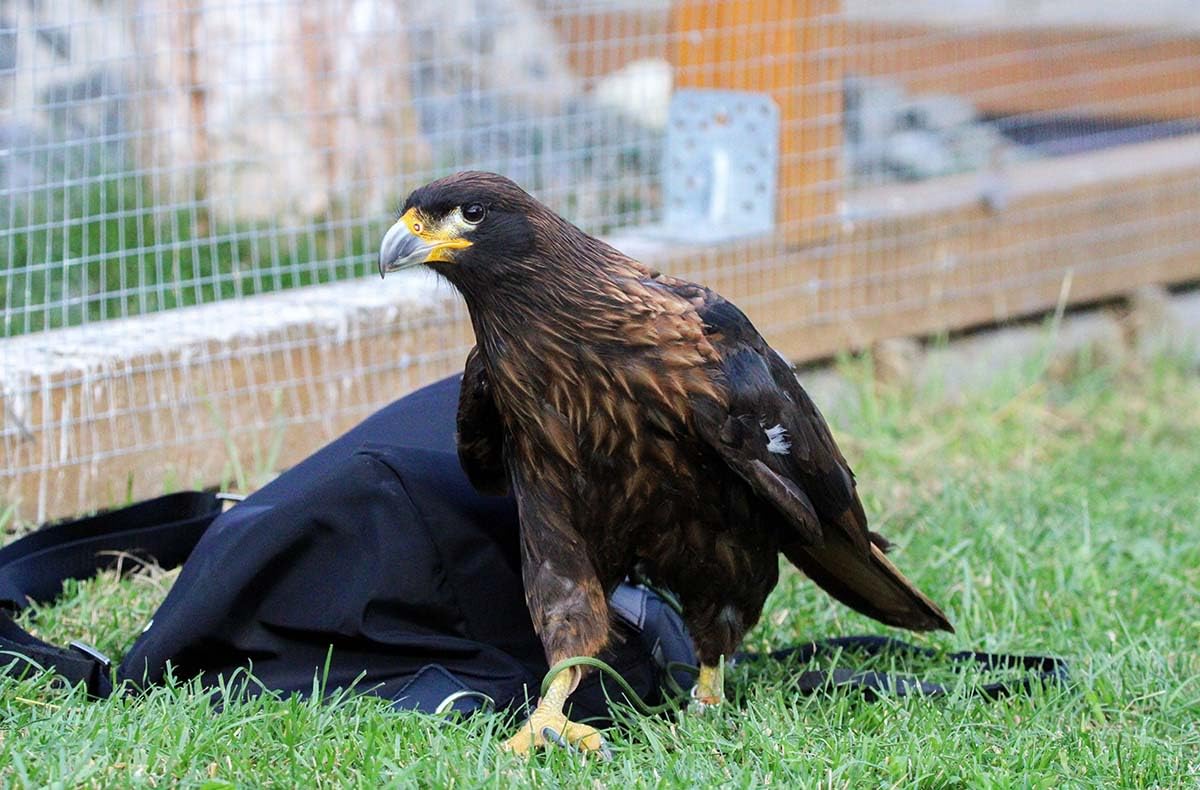 JOCHEN SCHWEIZER Geschenkgutschein: Spaziergang mit Greifvogel Pollhagen