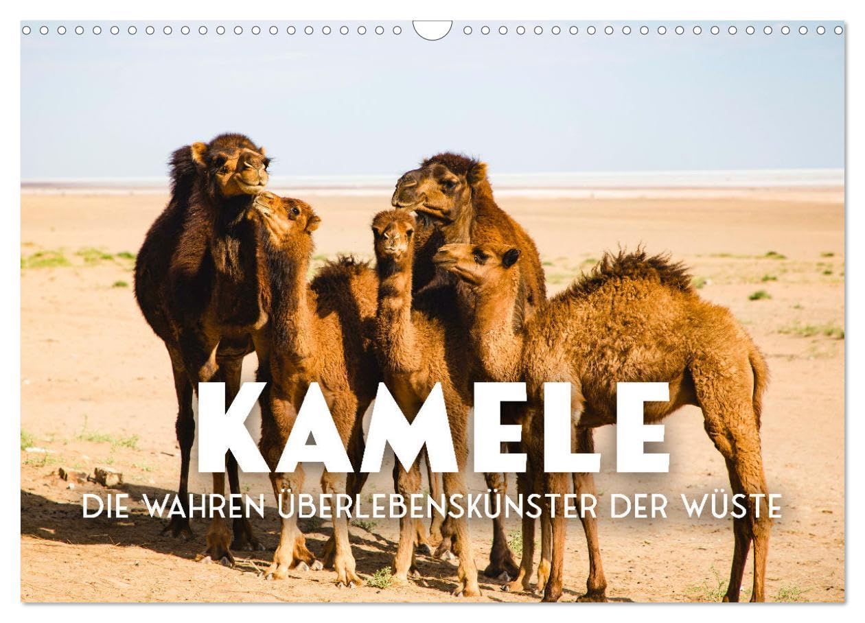 Kamele - die wahren Überlebenskünstler der Wüste. (Wandkalender 2026 DIN A3 quer), CALVENDO Monatskalender: Die geheimnissvollen Tiere der Wüste. (CALVENDO Orte)