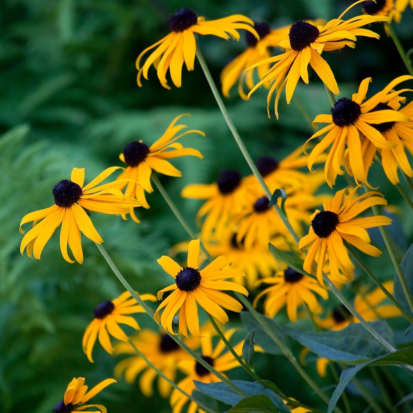 Clovers Garden Black Eyed Susan (Rudeckia) Plants – Two (2) Live Plants – Non-GMO - Not Seeds - Each 4" to 8" Tall – in 4" Inch Pots – Hardy Flowering Perennial, Pollinator Favorite