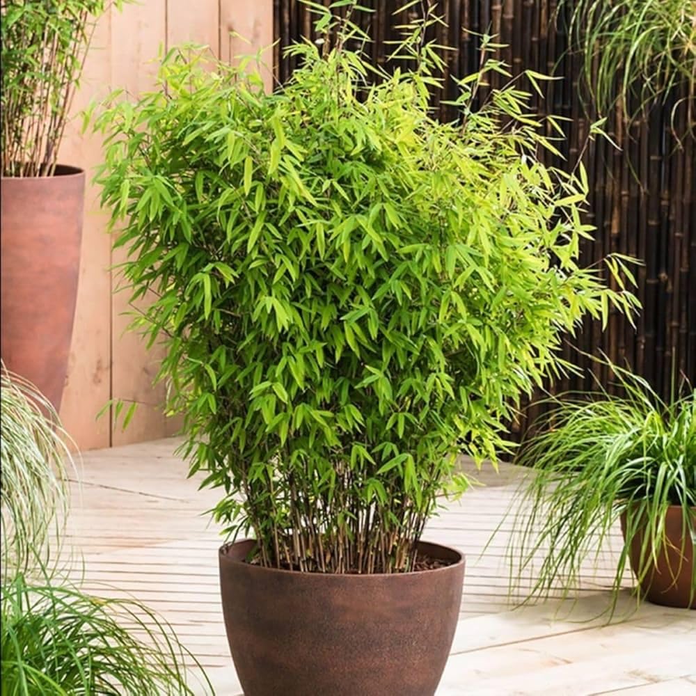 Golden Mini Chinese Bamboo Plant, Lucky Healthy Live Ever Green Grass Plant, Air Purifying Decorate Both Indoor & Outdoor (Pack Of 1) ZP_15-image-2