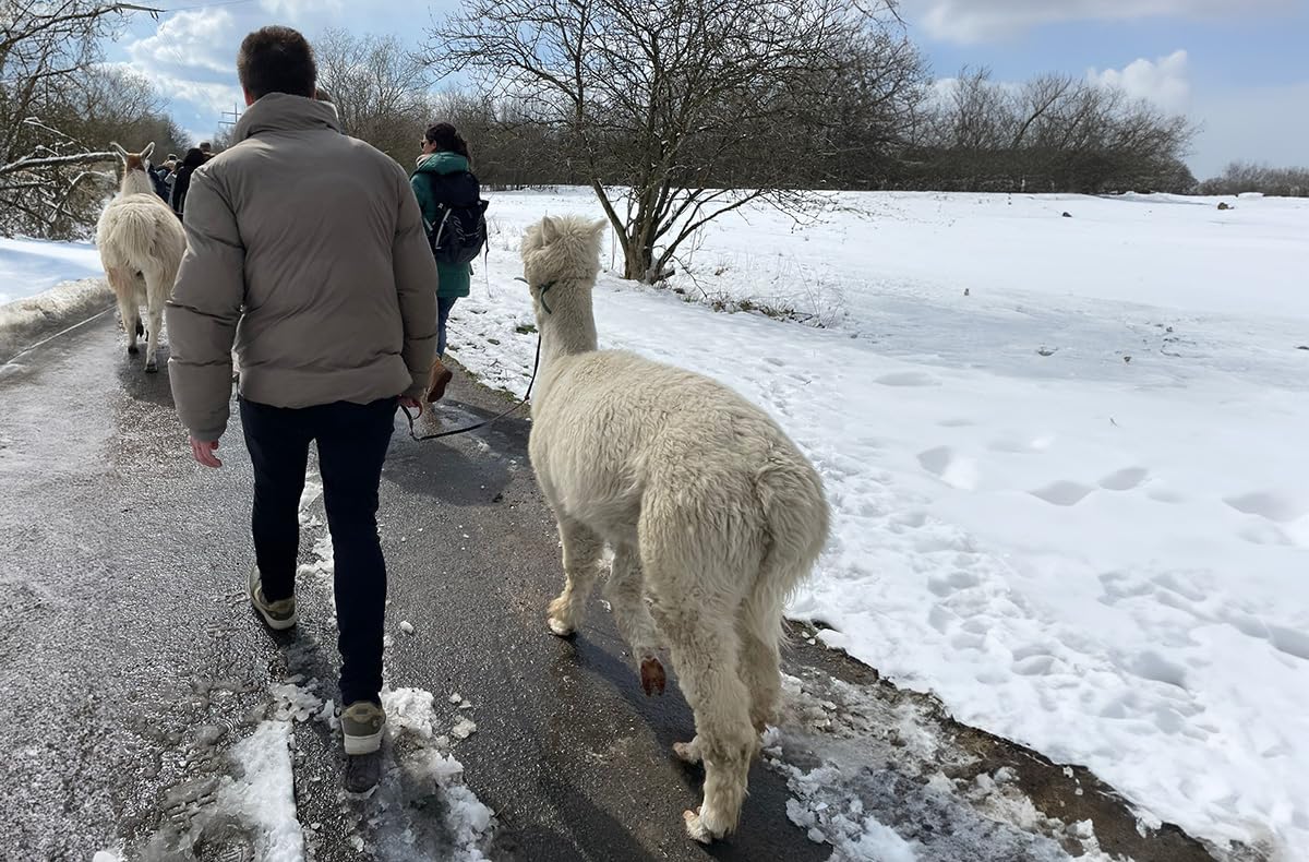 mydays Geschenkgutschein: Alpaka Wanderung