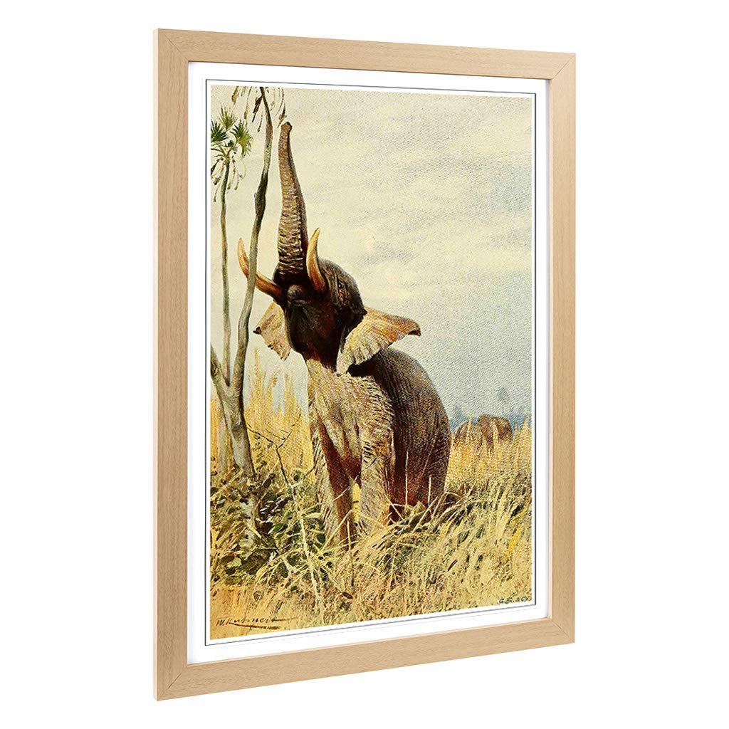 Big Box Art Framed Print of Vintage W Kuhnert African Elephant Design | Wall Art Picture | Home Decor for Kitchen, Living Room, Bedroom, Hallway, Oak, A2 / 24.5x18 Inch / 62x45cm