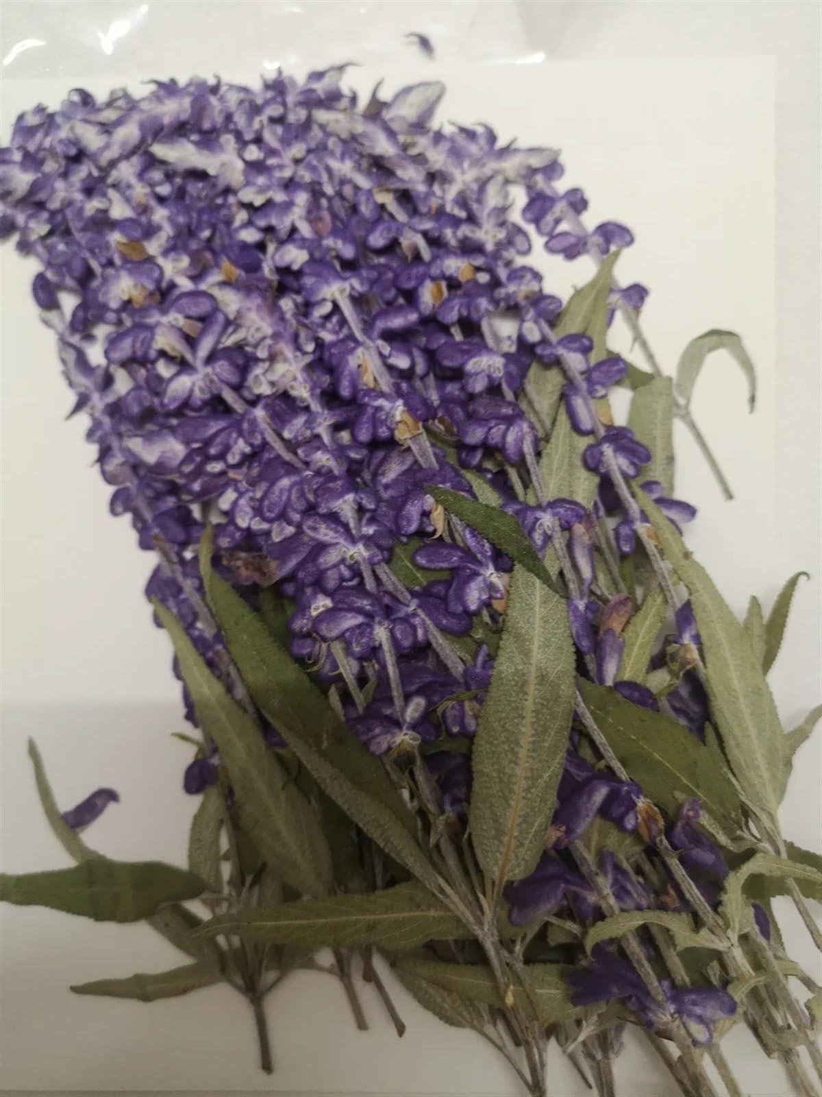 Fiori Secchi Pressati 60 Pezzi di Fiori secchi pressati, Lavanda Viola, erbario for segnalibro, Gioielli, Cartoline, inviti, custodie for Telefono Fai da Te