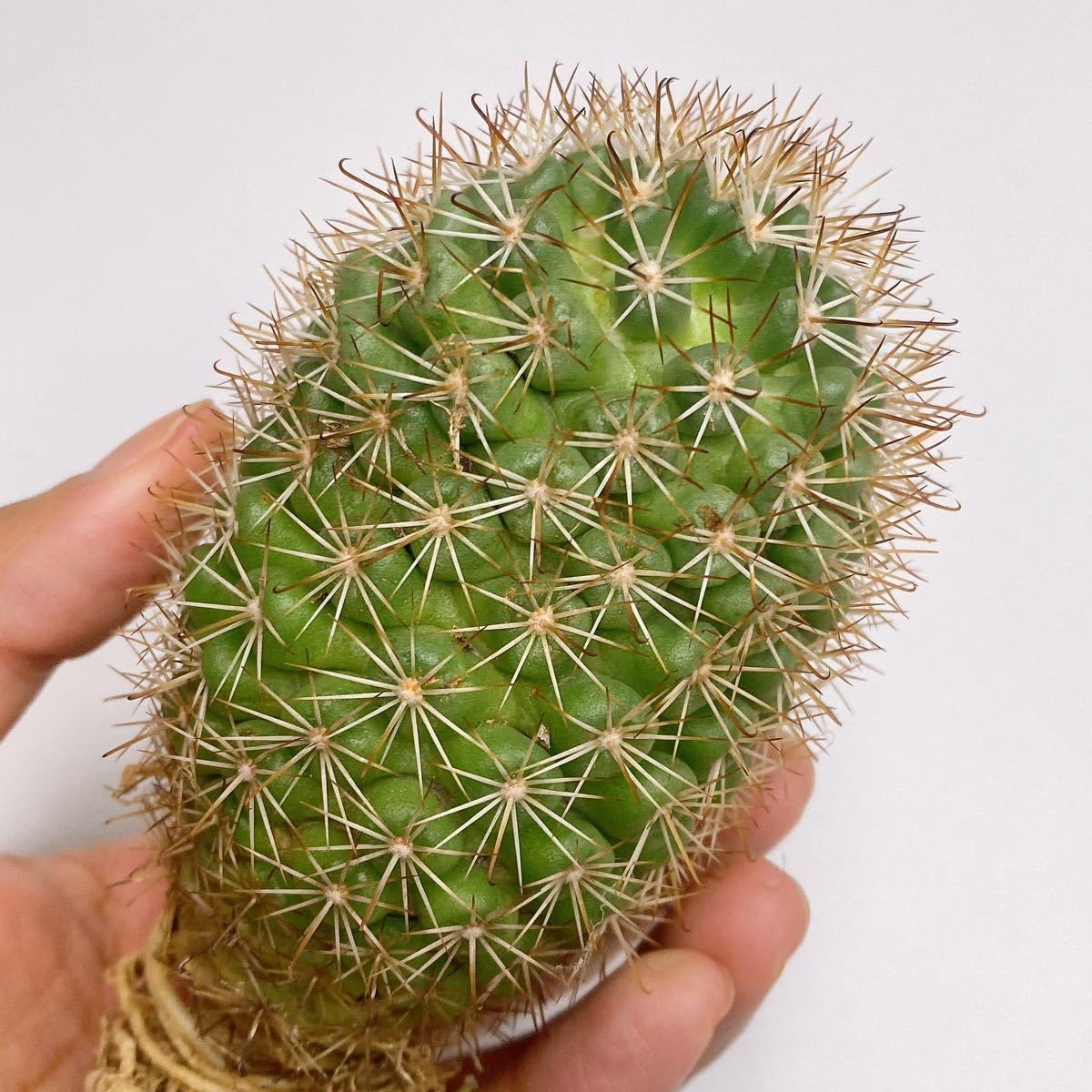 Amazon.co.jp: 大株多肉植物 サボテン マミラリア 蓬莱宮 実生