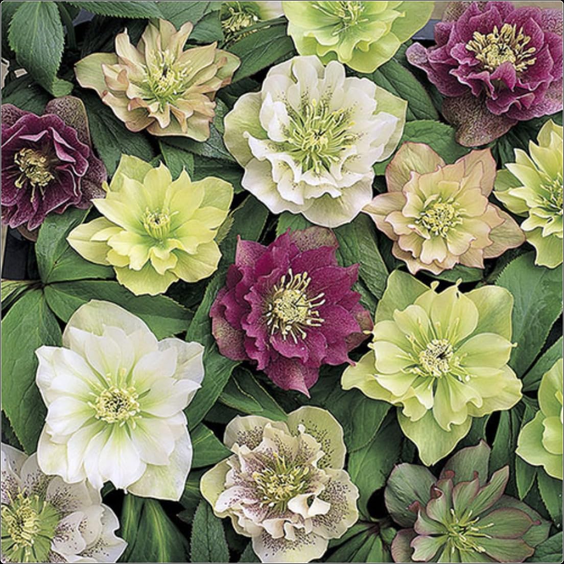 Hellebore Helleborus 'Double Queen Mixed' Plug Plants x 5 Hardy Perennial