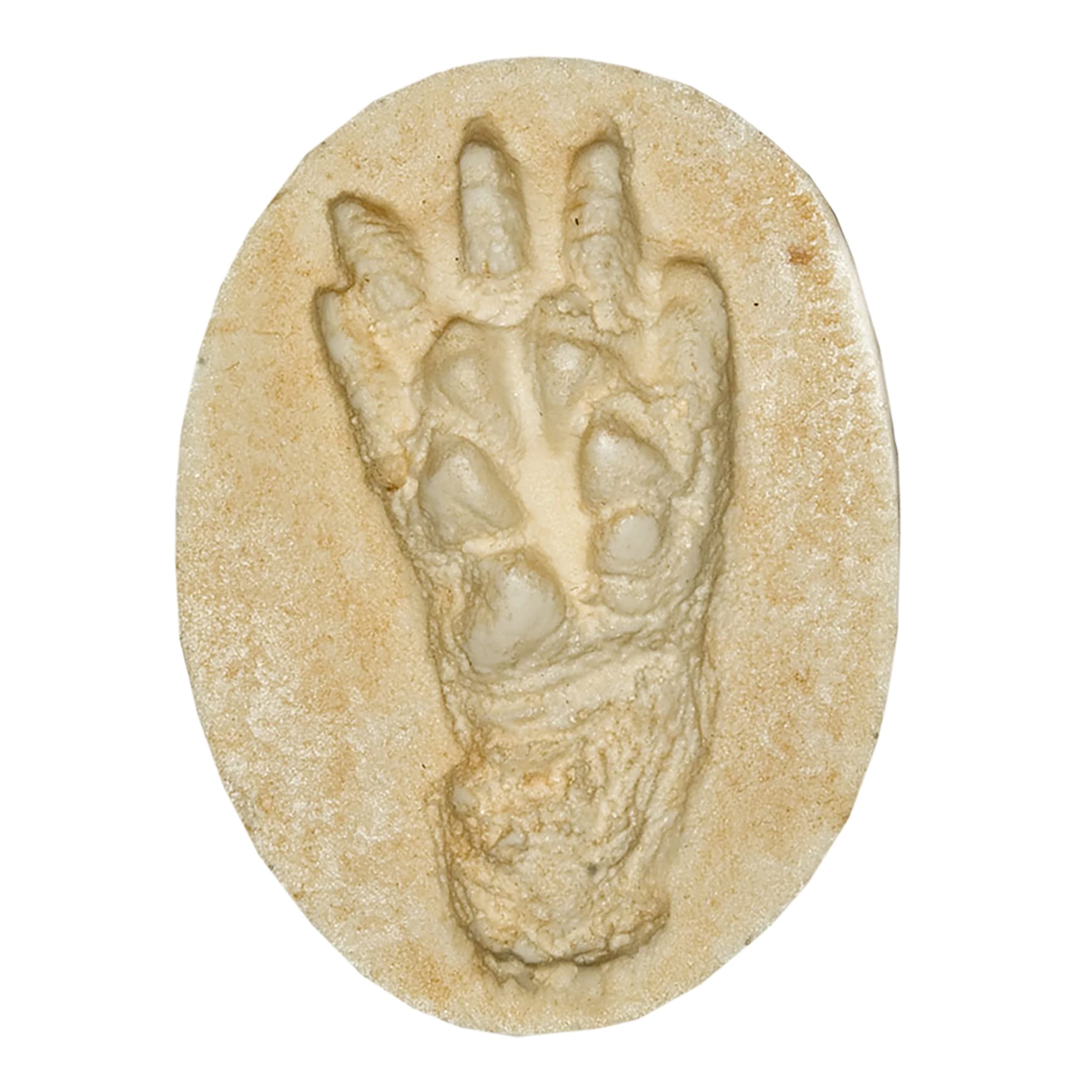 American Opossum Negative Footprint (8.25x6.3cm)