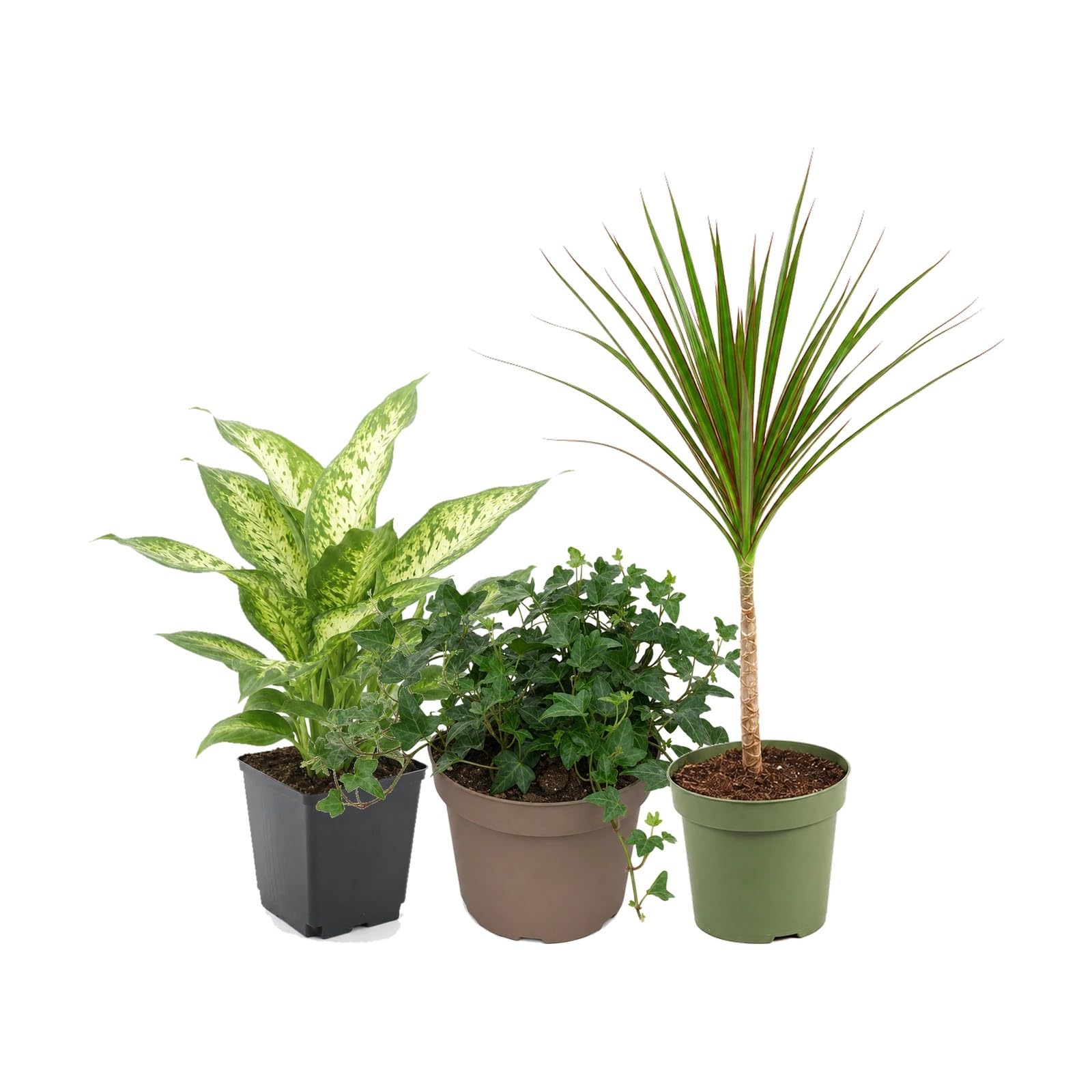 DECOALIVE Pack 3 Plantas: Dieffenbachia Compacta, Hiedra Verde y Drácena