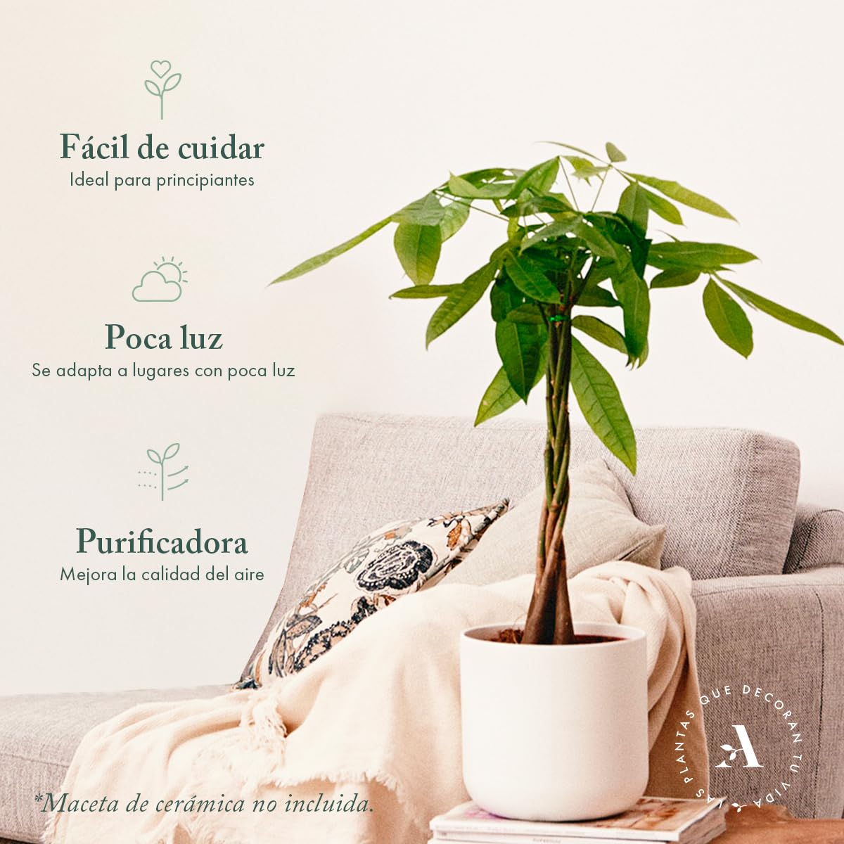 Pachira Aquatica o Árbol del dinero | Planta natural ideal para interior disponible en dos alturas (Alt. 70-80 cm | 19ø)