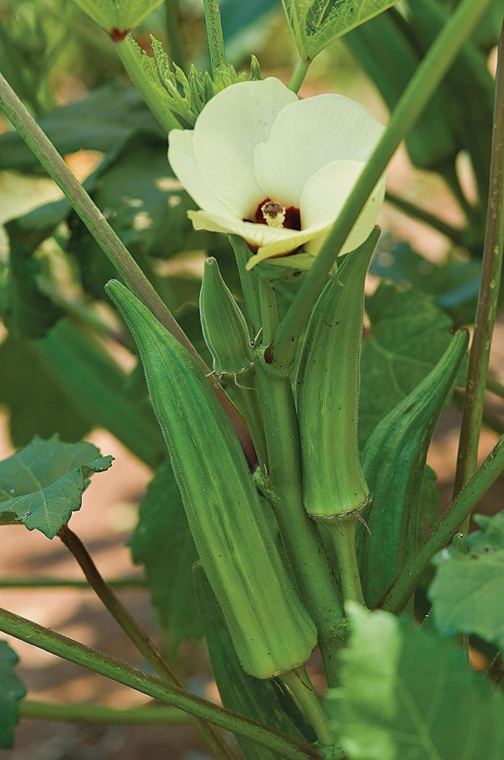 Willvine Spineless Okra Seeds-XLI-3W-image-5