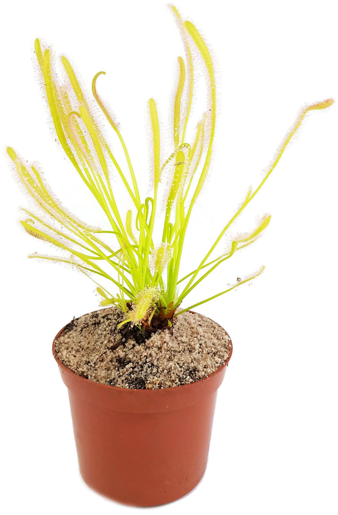 Drosera Capensis Alba - Sonnentau im Ø 9 cm Topf - fleischfressende Pflanze