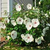 Pack 2 Hibiscus Tree Live Plant&comma; Hardy Hibiscus Plants Live&comma; 6 to 8 Inch Tall&comma; Fully Rooted&comma; Colorful Flowers for Garden Bareroot&comma; Hardy Luna White