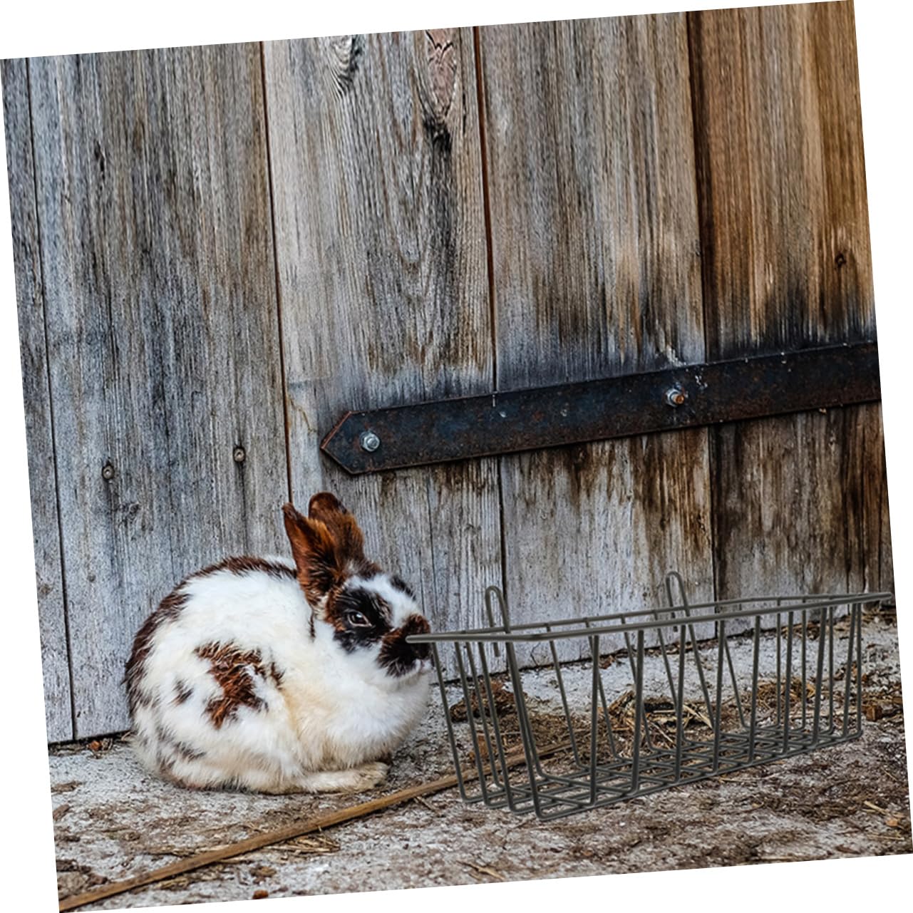 ibasenice Kaninchenfutterspender Langsame Fütterung 4 Stück aus Eisen Schwarzer Heuraufe mit Glatten Kanten für Kaninchen und Meerschweinchen im Käfig