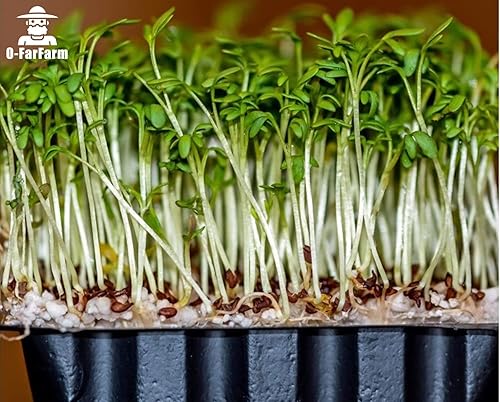 Miniatura 5 de Perlita gruesa a granel de 5 cuartos de galón, perlita hortícola gruesa para plantas de interior, mezcla de acondicionador aditivo, mejora el