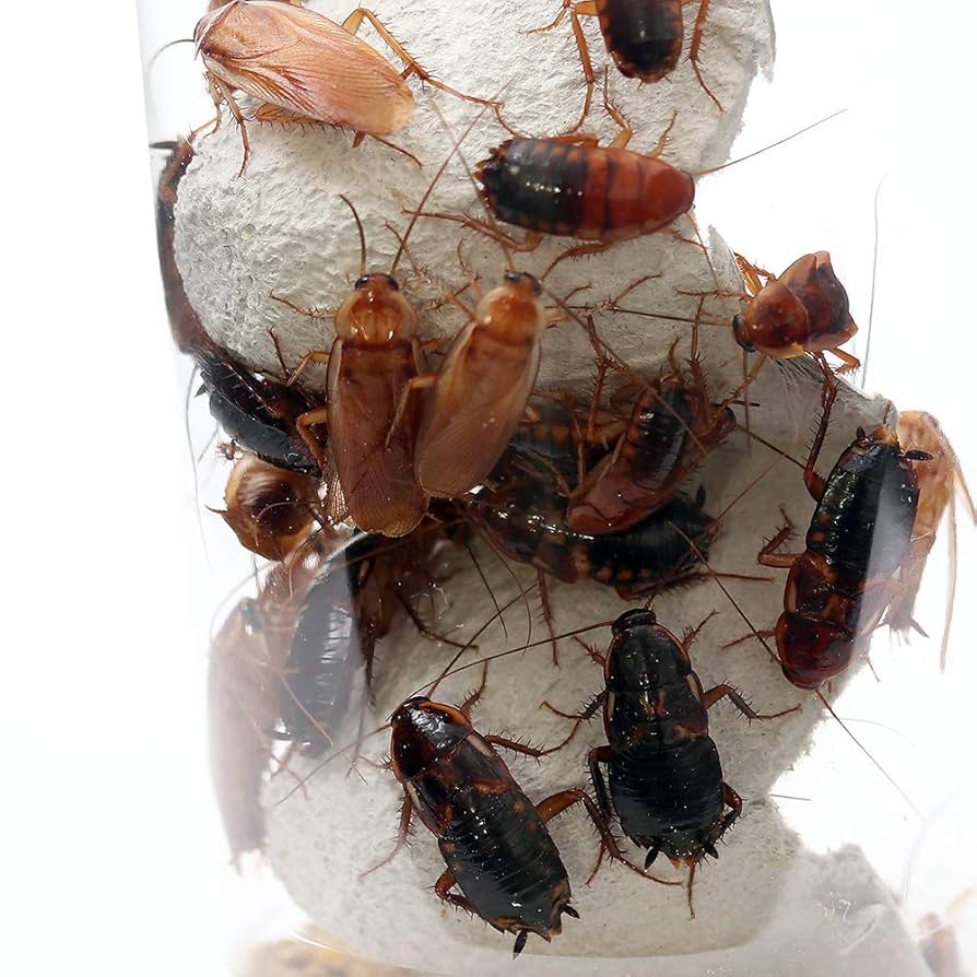 Amazon | （生餌）レッドローチ Lサイズ 3カップ分 爬虫類