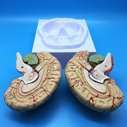 Miniatura 4 de Modelo anatómico del cerebro humano, modelo anatómicamente preciso del cerebro de tamaño real, anatomía del cerebro humano para la ciencia en el
