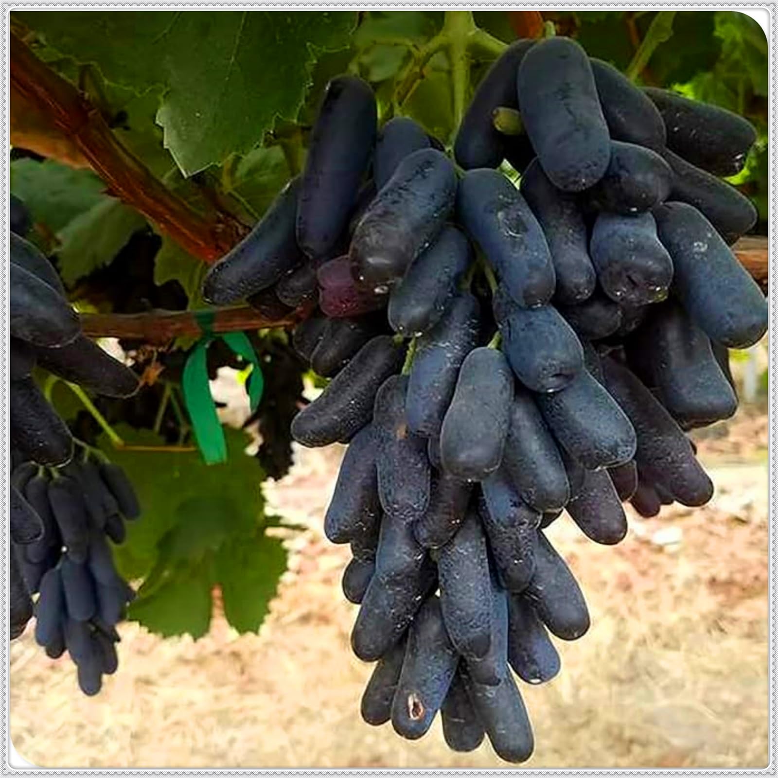Perennial, Sweet Grape Roots, Hardy, Professional for Beautiful Garden Displays-1 Bulb-A