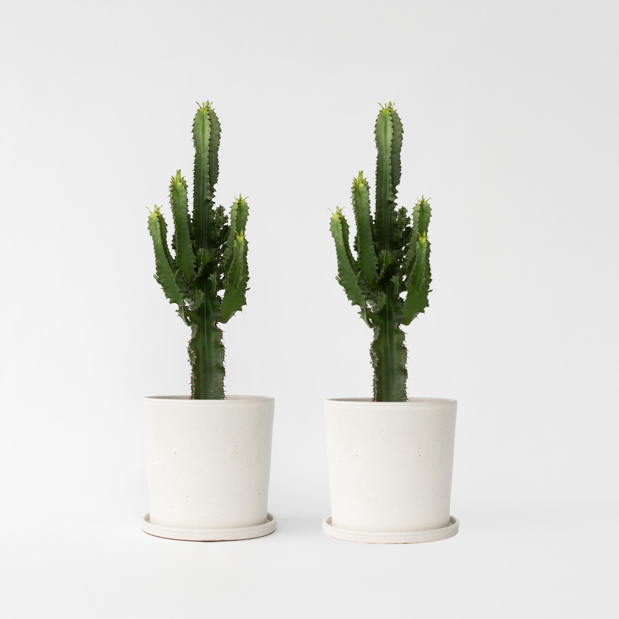 Plant in a Box - Euphorbia Eritrea - Cactus - Pianta da appartamento - Set di 2 - Vaso 17cm - Altezza 50-60cm