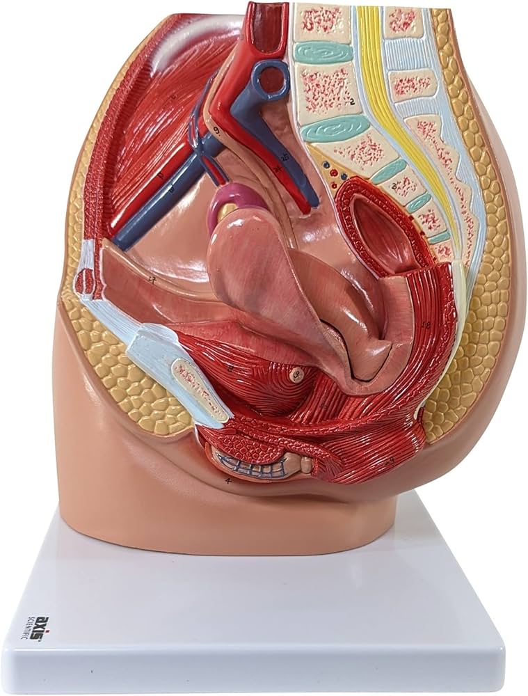 ANATOMY - FEMALE 解剖学模型 Axis Scientific Female Genital Organs Model | Anatomy Warehouse