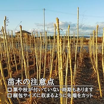ライライ様のタラの木の苗 Amazon.co.jp: 【 西根の森 山菜 苗 】 タラの木 女だら 棘なし 苗木