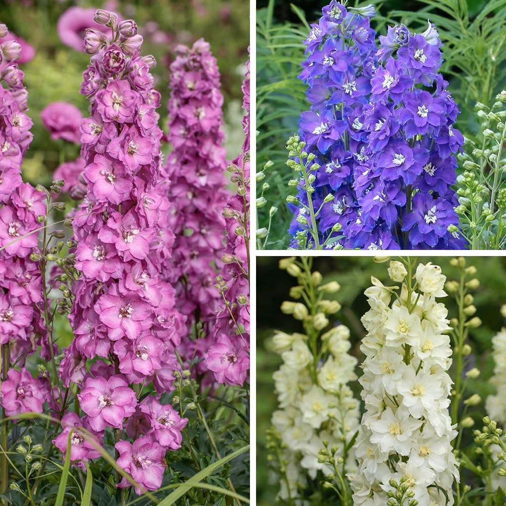 YouGarden Delphinium Delgenius Collection, Set of 3 Hardy Perennial Plants in 9cm Pots, Summer Garden Colour