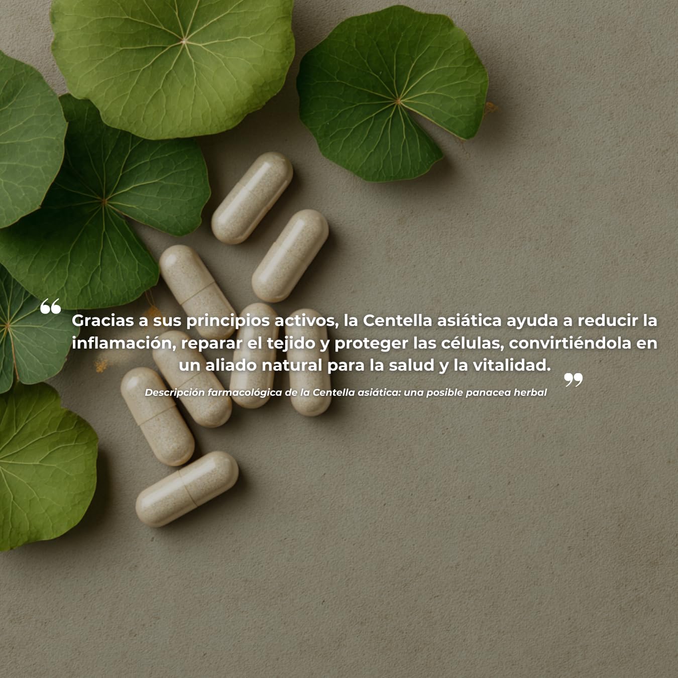 Centella Asiática (Gotu Kola) – Piel, Circulación y Antiinflamatorio Natural – Memoria y Estrés – Cápsulas – Fabricado en Francia