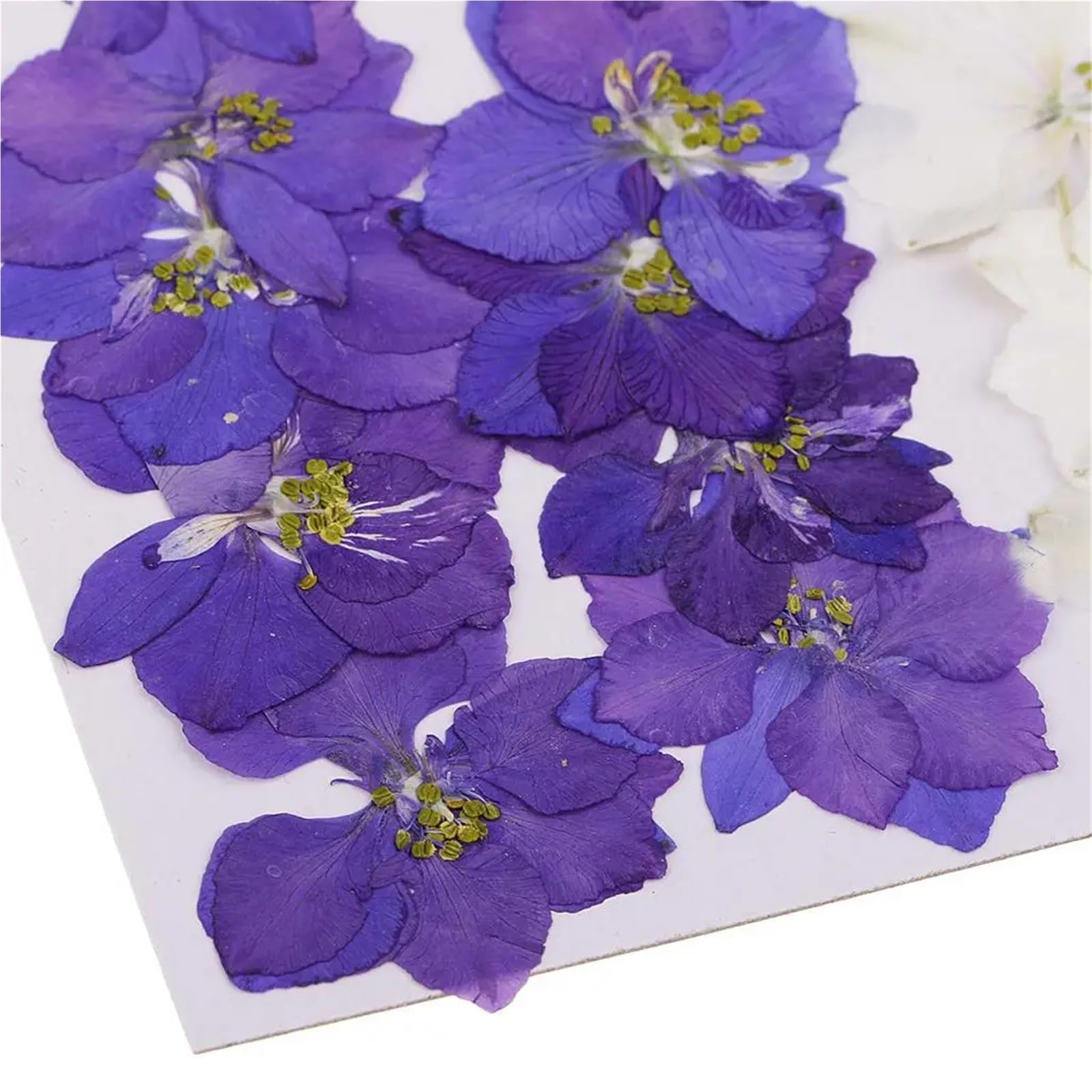 Gepresste Blumen Gepresste Trockenblumen