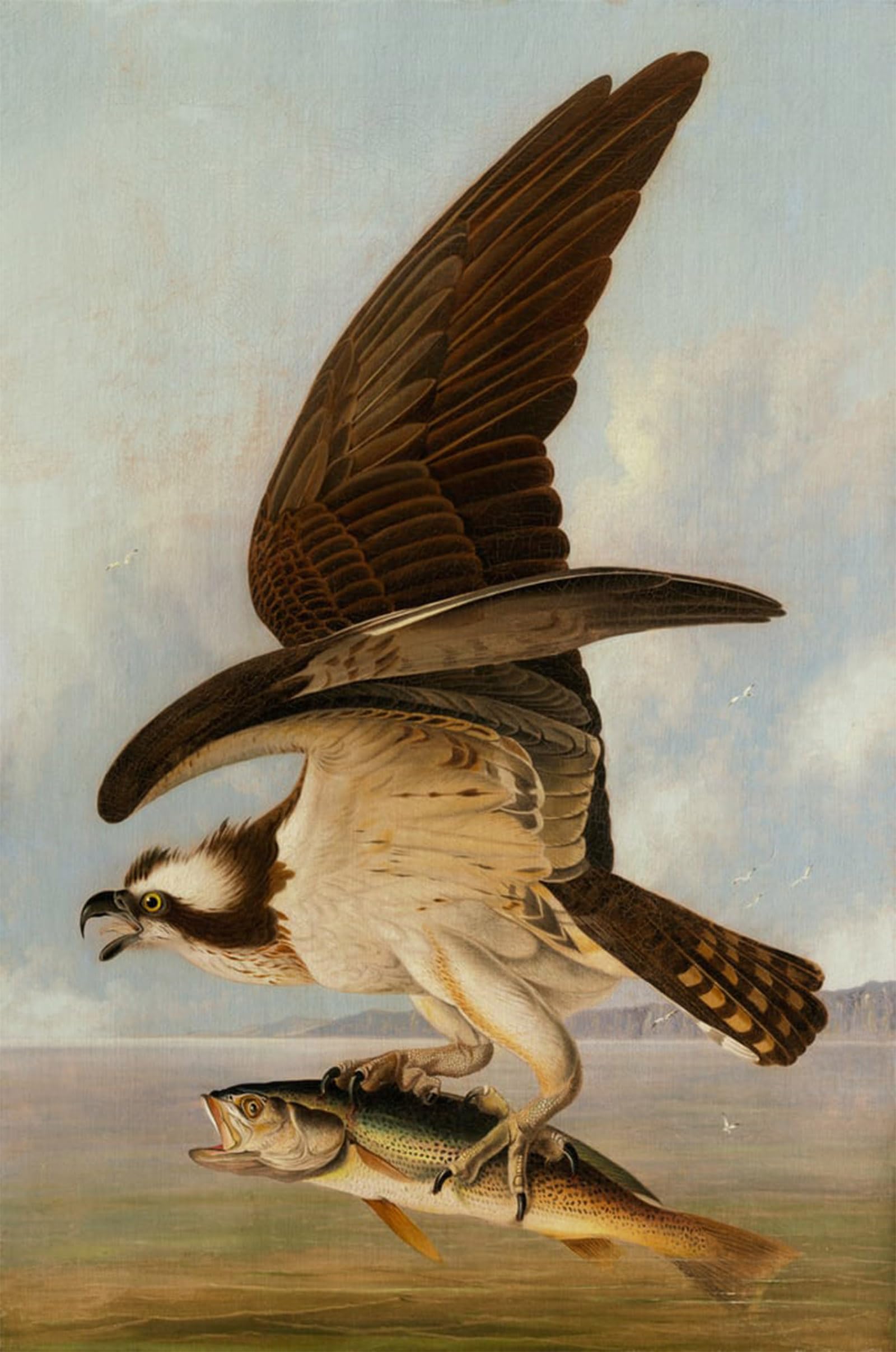 ARTXLXXBN Famous Prints Artwork Pictures Poster Painting Art Osprey and Weakfish by John Jamess Audubon Artwork Landscape Pictures for Home Decor 60x90cm