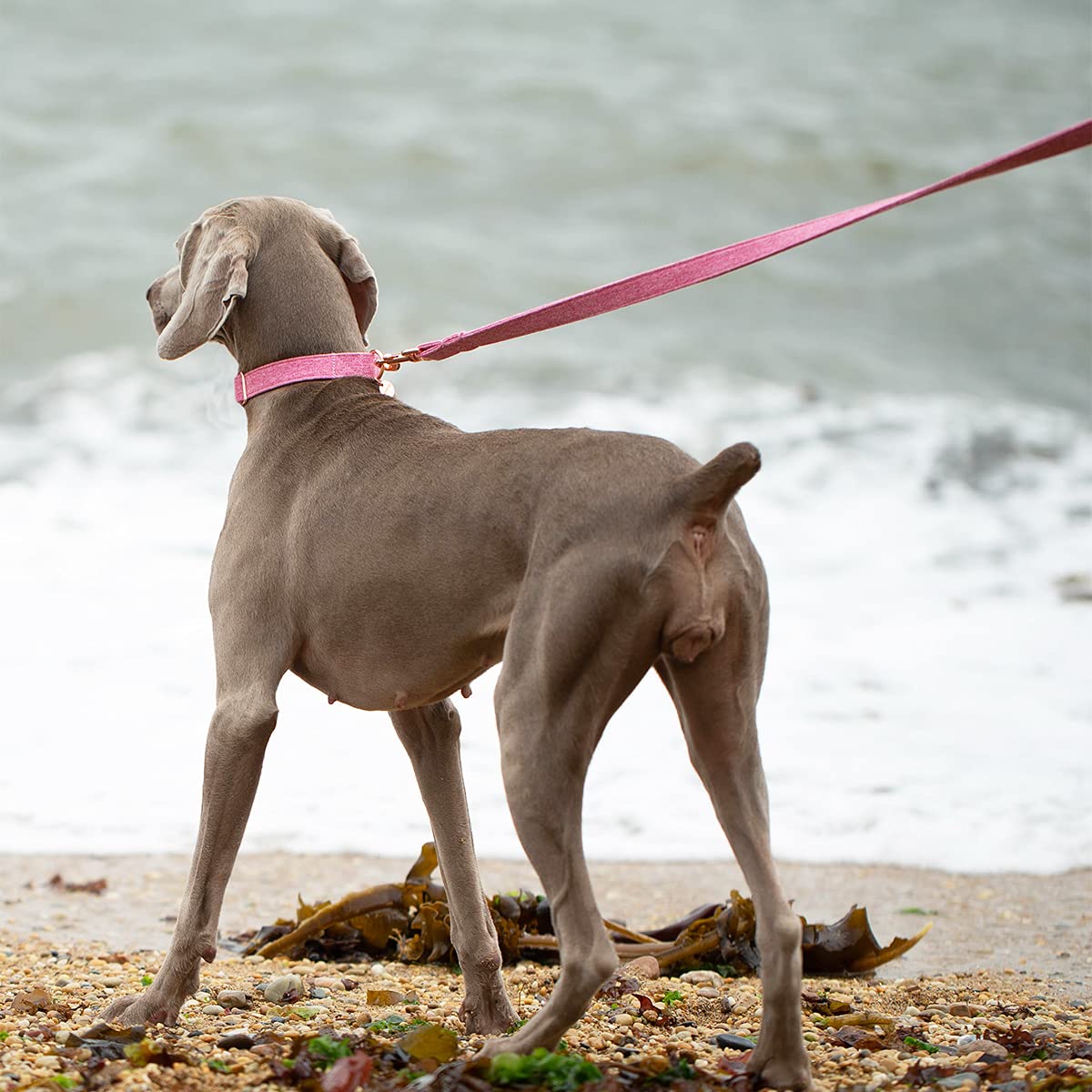 DOGWONG Collier Et Laisse En Coton Pour Chien - Doux, Résistant Et Respirant - Idéal Pour Petits, Moyens Et Grands Chiens (Rose)
