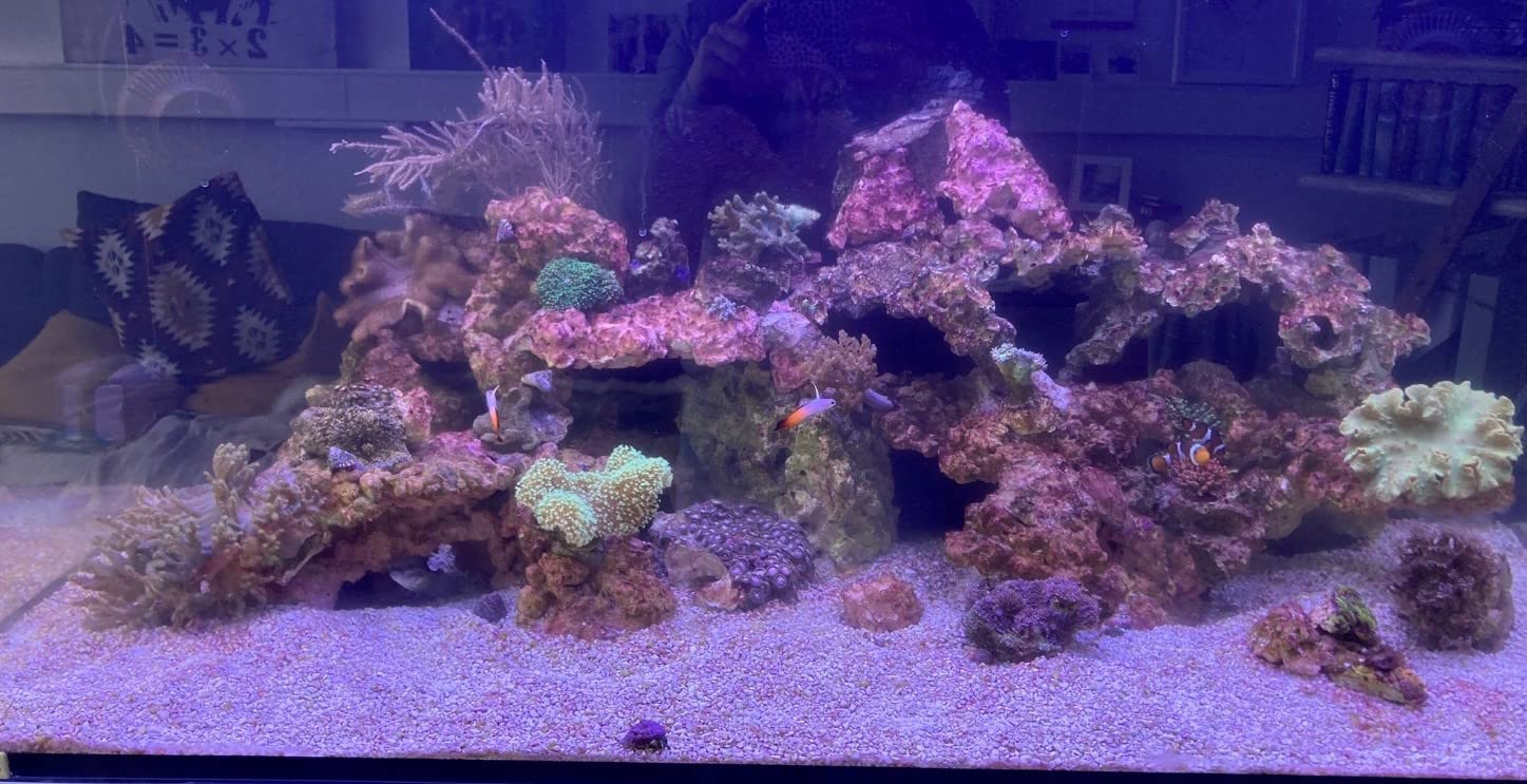 Synechococcus PhytoPlankton Cyano 2 l avec un coup supplémentaire Zooplancton Tigerpods