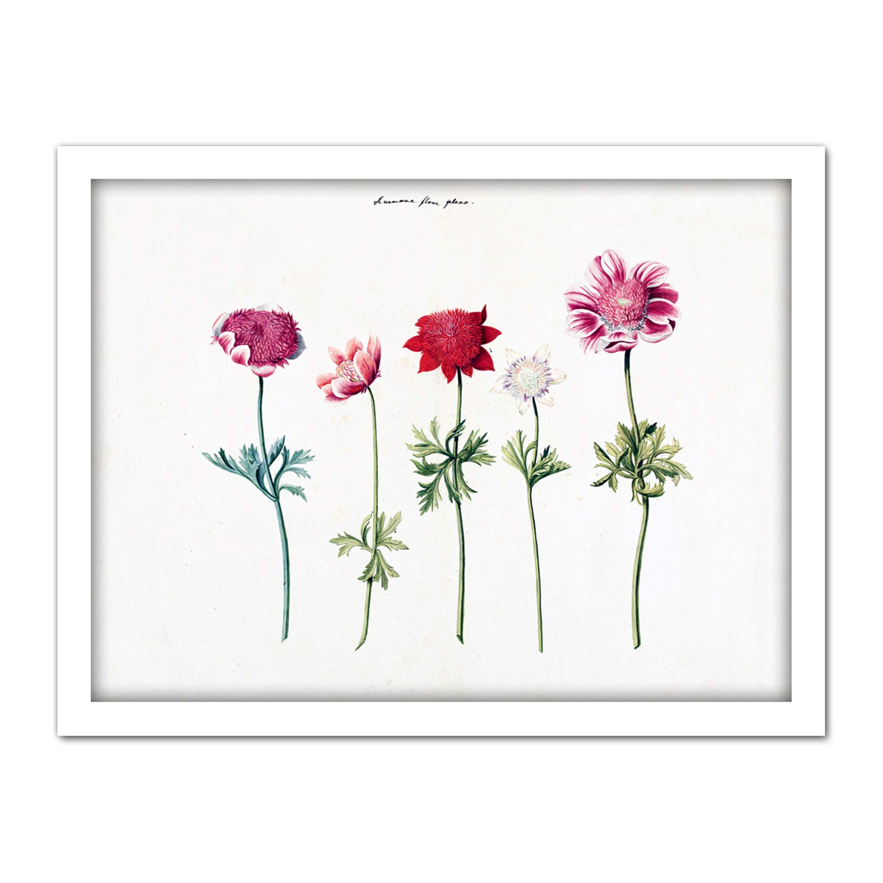 Artery8 Five Studies Of Anemones Pretty Flowers Drawing Artwork Framed Wall Art Print 18X24 Inch