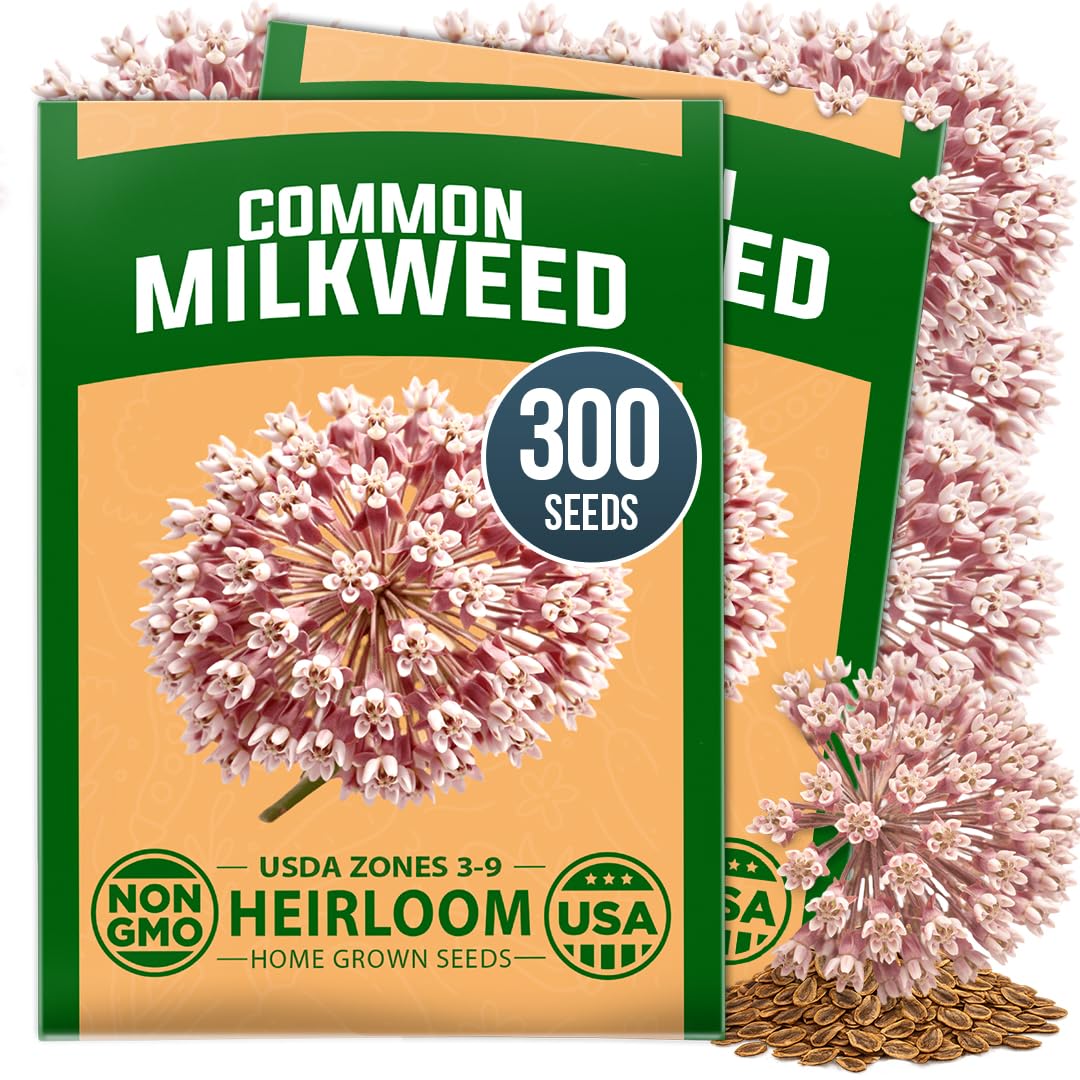 HOME GROWN Common Milkweed Seeds, 150 Seeds, Asclepias syriaca