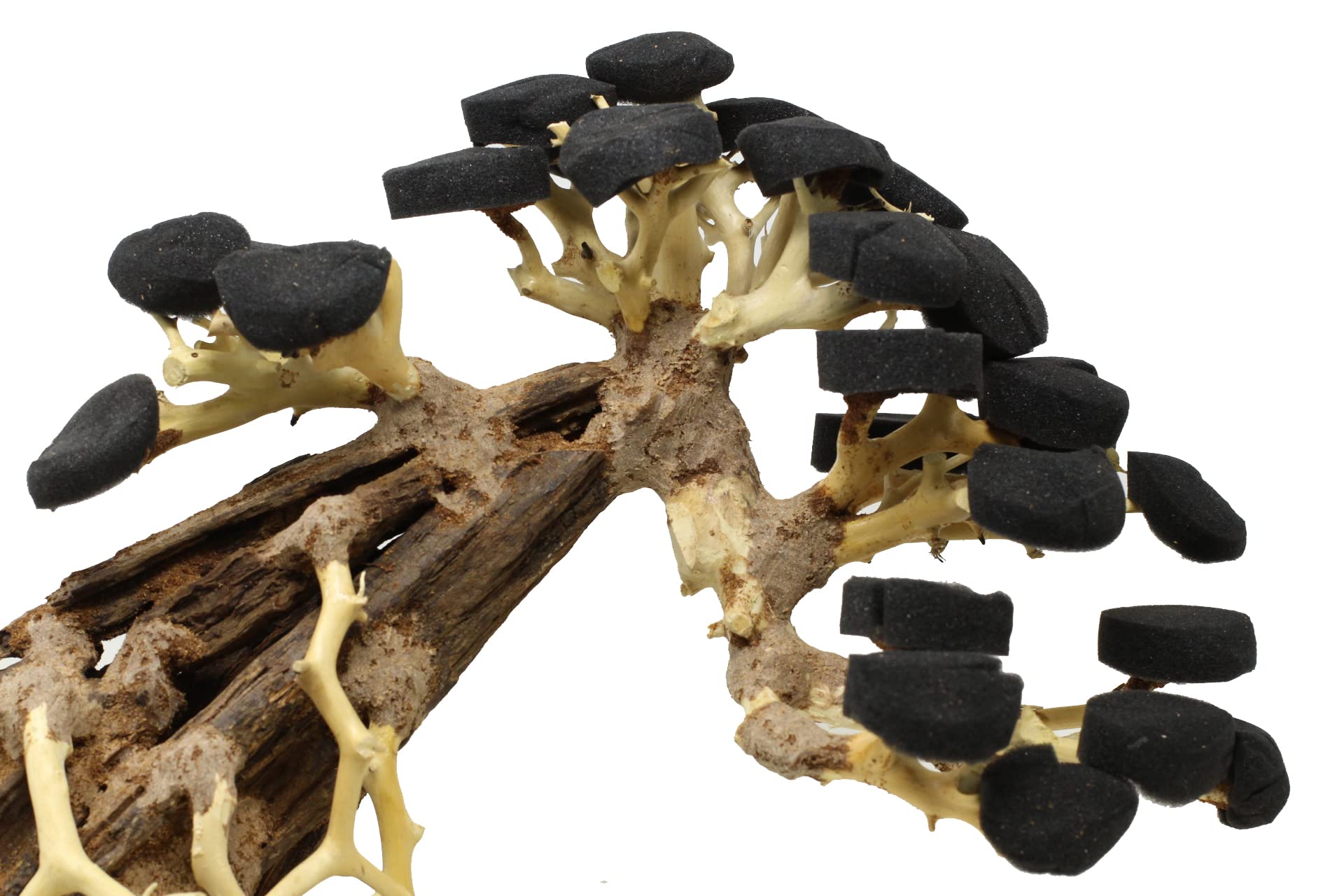 Bonsai Driftwood Aquarium Tree AWP Random Pick (12in Height) Natural, Handcrafted Fish Tank Decoration | Easy to Install