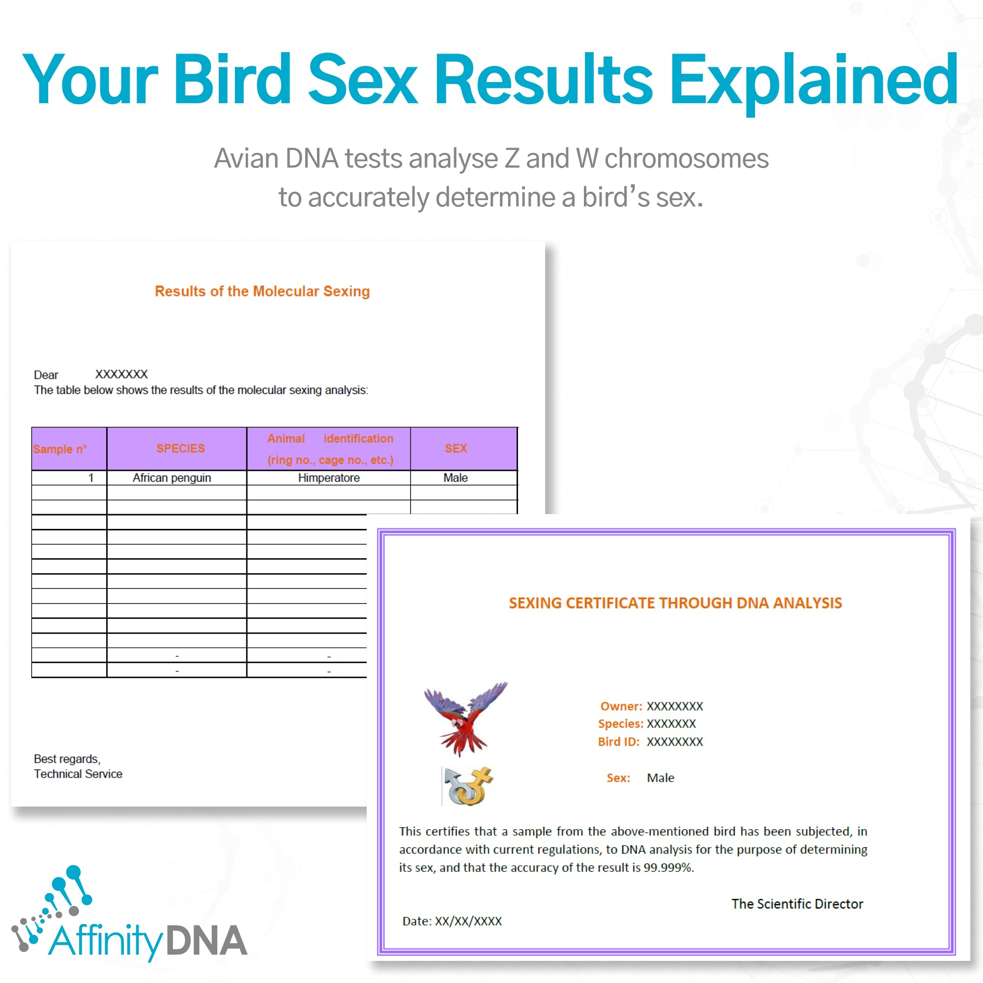 Kit per test del DNA del genere degli uccelli, sesso rapido e accurato degli uccelli a casa, funziona su tutte le specie aviarie, facile raccolta dei campioni, risultati verificati in