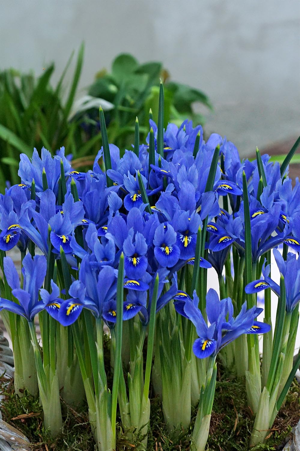 Iris Reticulata Alida 20 Bulbs Ready for Planting Now in UK Autumn Outdoor Gardens by Jamieson Brothers