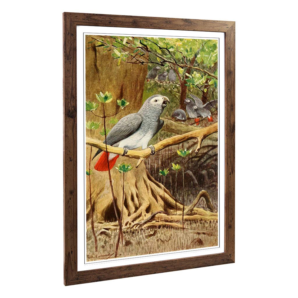 Big Box Art Framed Print of Vintage W Kuhnert African Grey Parrot Design | Wall Art Picture | Home Decor for Kitchen, Living Room, Bedroom, Hallway, Walnut, A2 / 24.5x18 Inch / 62x45cm