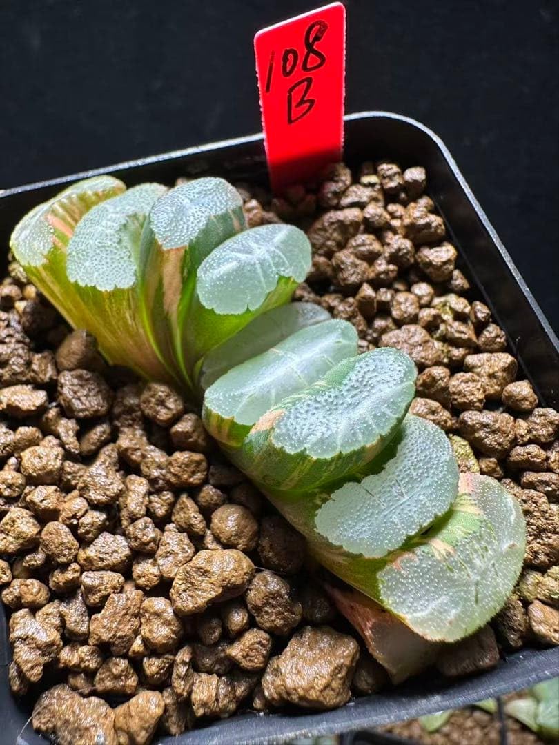 7b 多肉植物　ハオルチア　雪姫寿錦　自家繁殖　抜き苗発送 Amazon.co.jp: 108b 多肉植物 ハオルチア 大雪山交配錦 自家繁殖 抜き