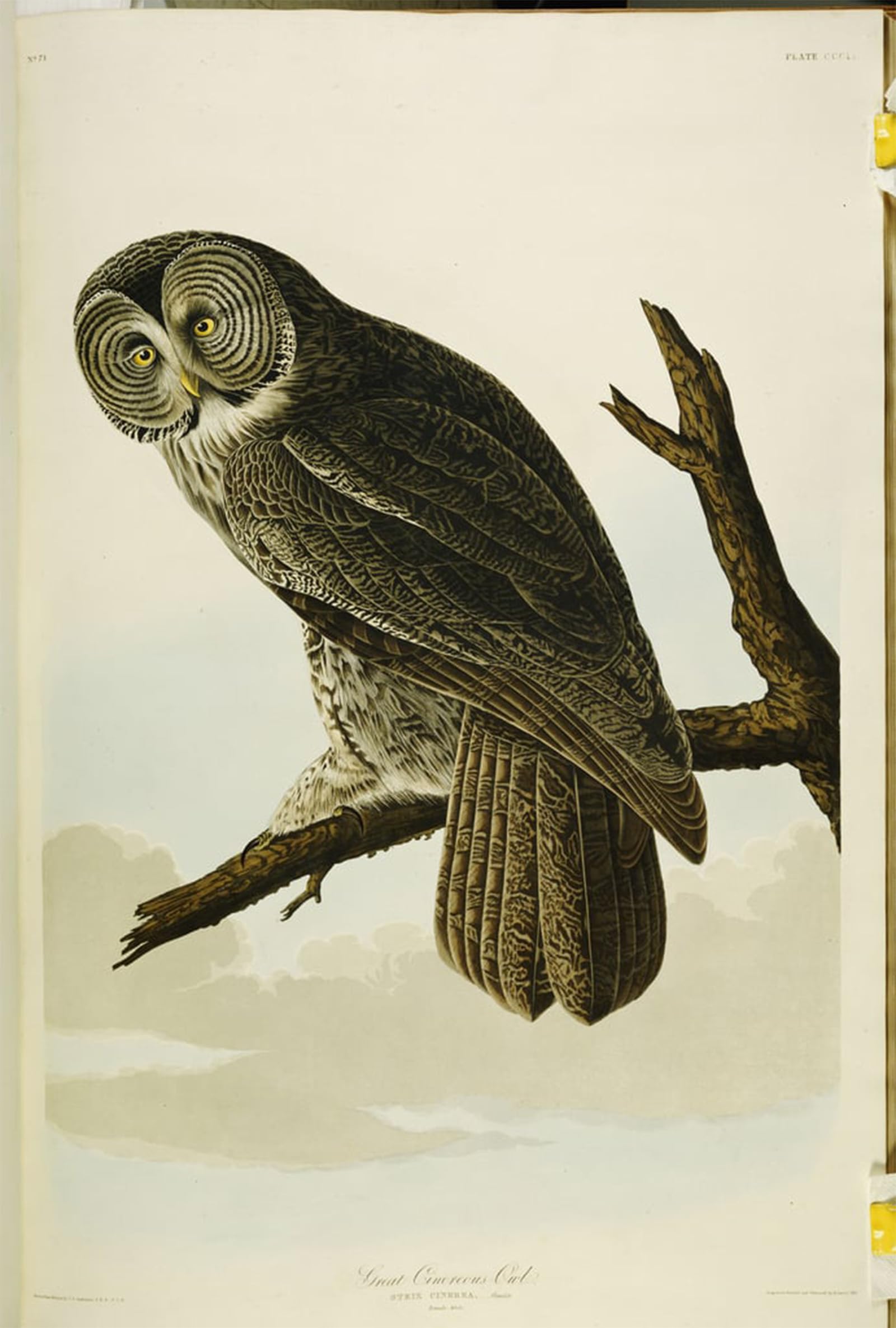 SERENDIPITP Vintage Wall Art Canvas Nordic Poster Canvas Print Picture Great Cinereous Owl From by John Jamess Audubon Wall Art Poster for Home Decor 60x90cm