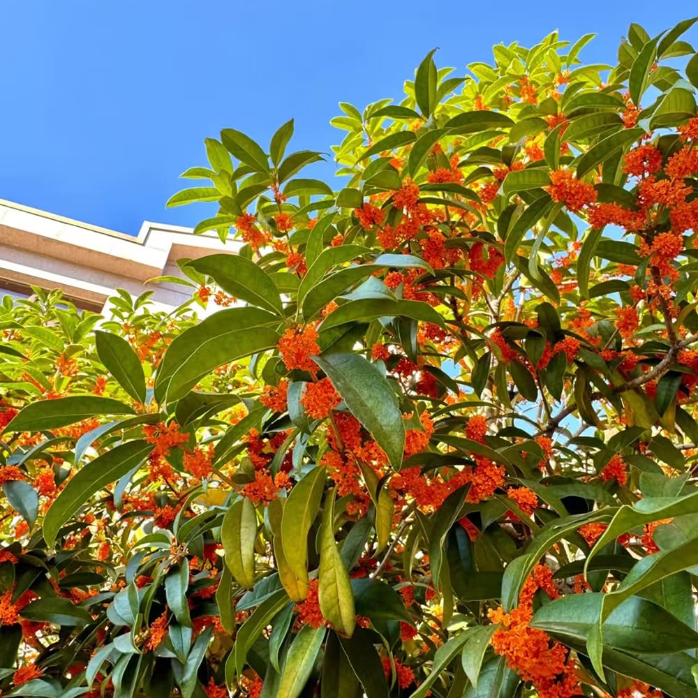 osmanto fragrans cortadas de de interior osmanto fragante inusuales decoraciones jardín exteriores Decoración resistentes en macetas interior 85semillas